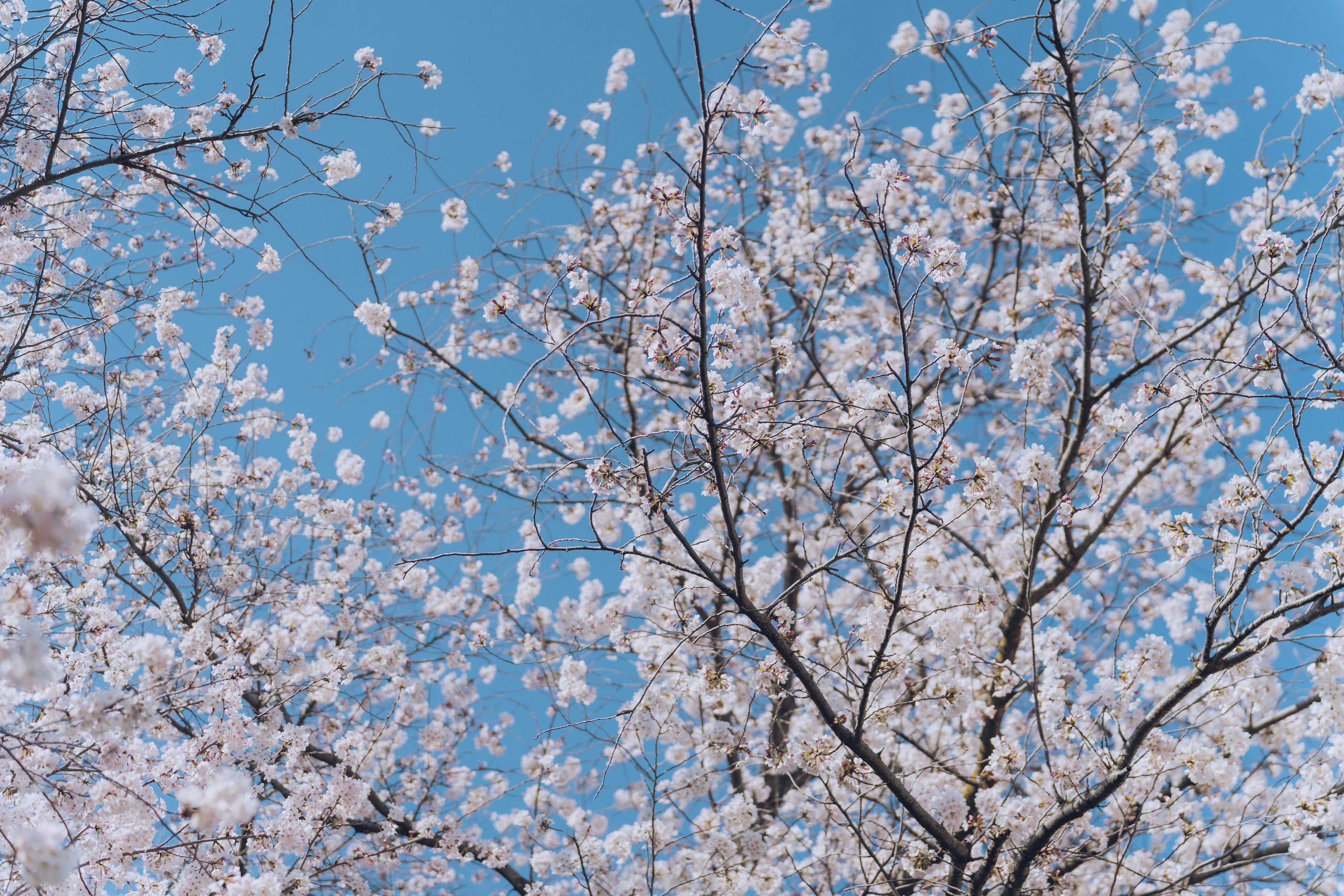 青空の下に咲く桜の花と枝