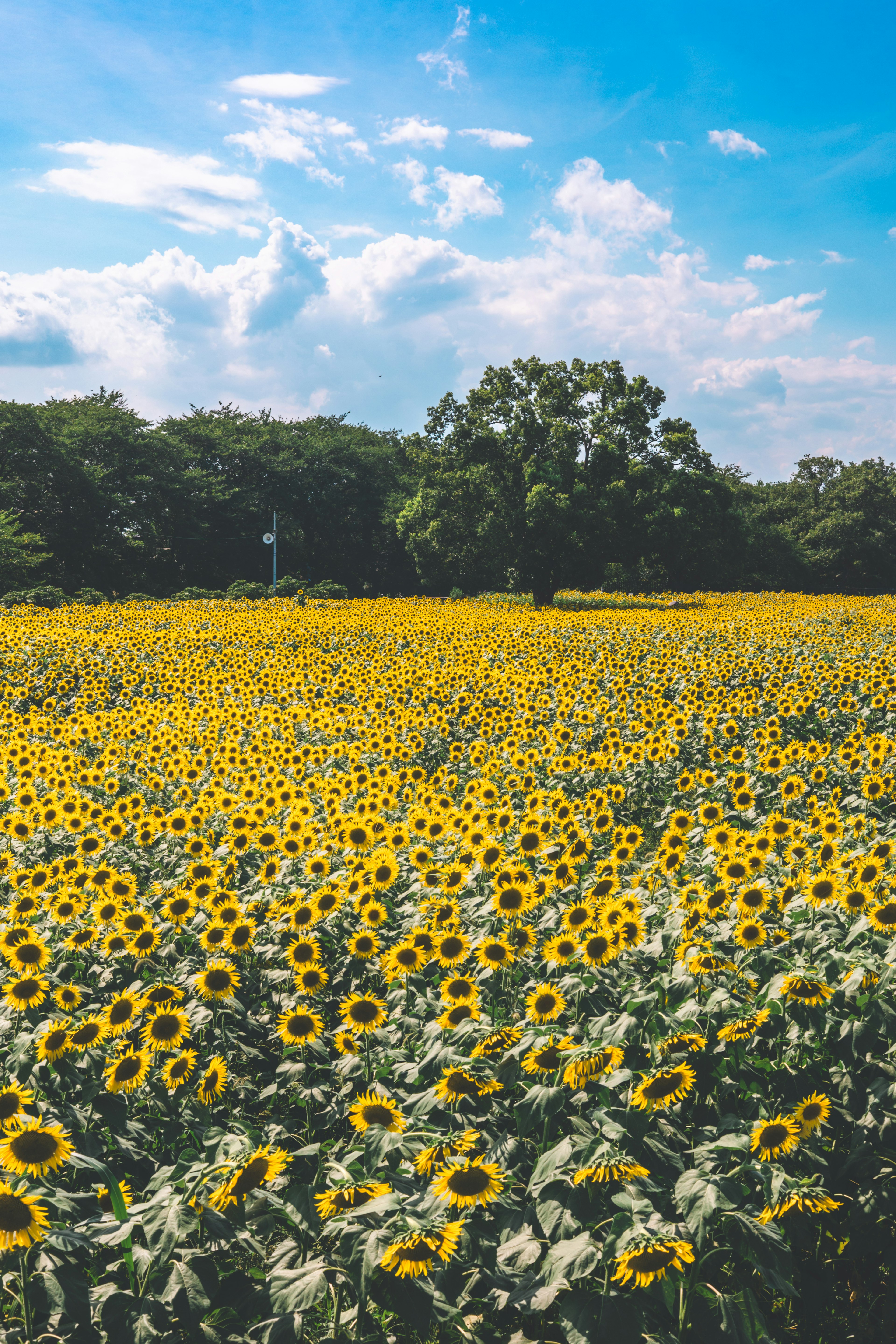 A vibrant sunflower field under a blue sky with scattered clouds and greenery