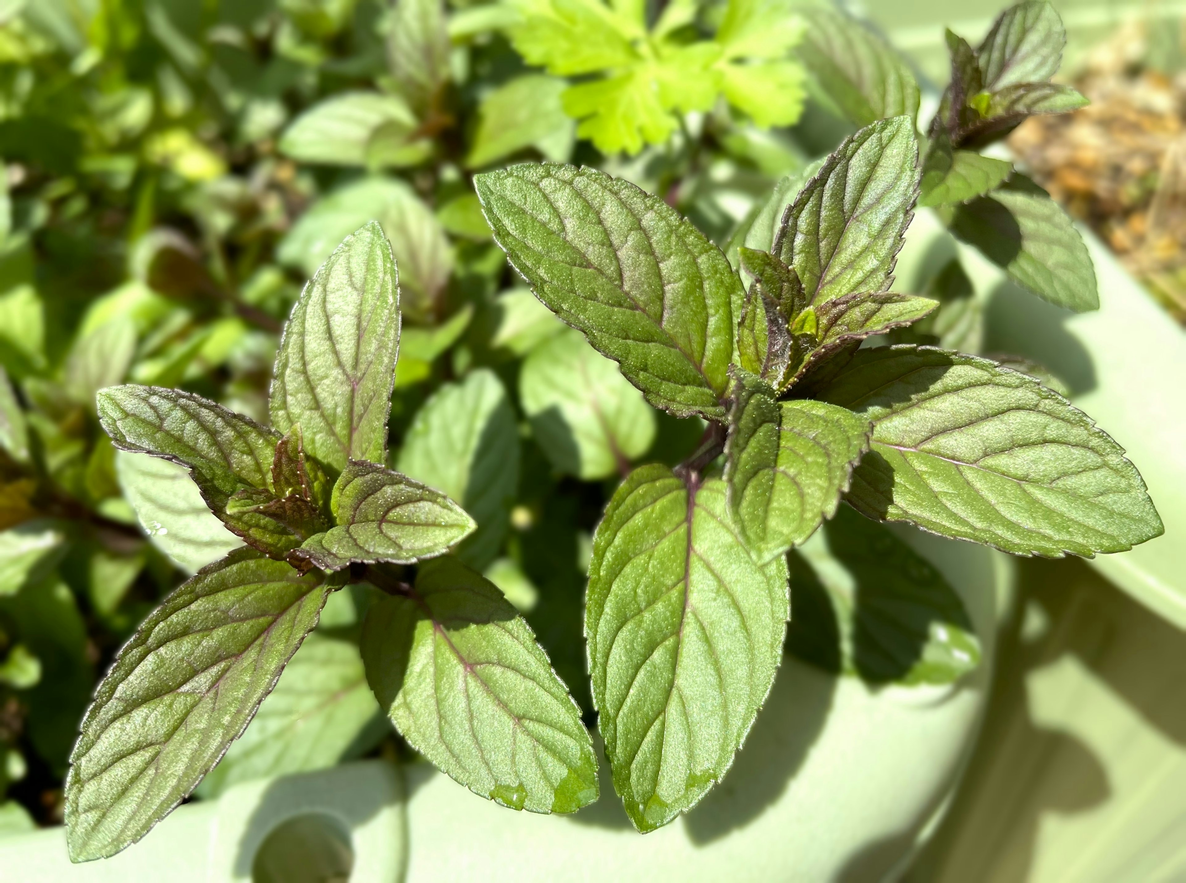 Acercamiento de hojas de menta verdes vibrantes con patrones distintivos