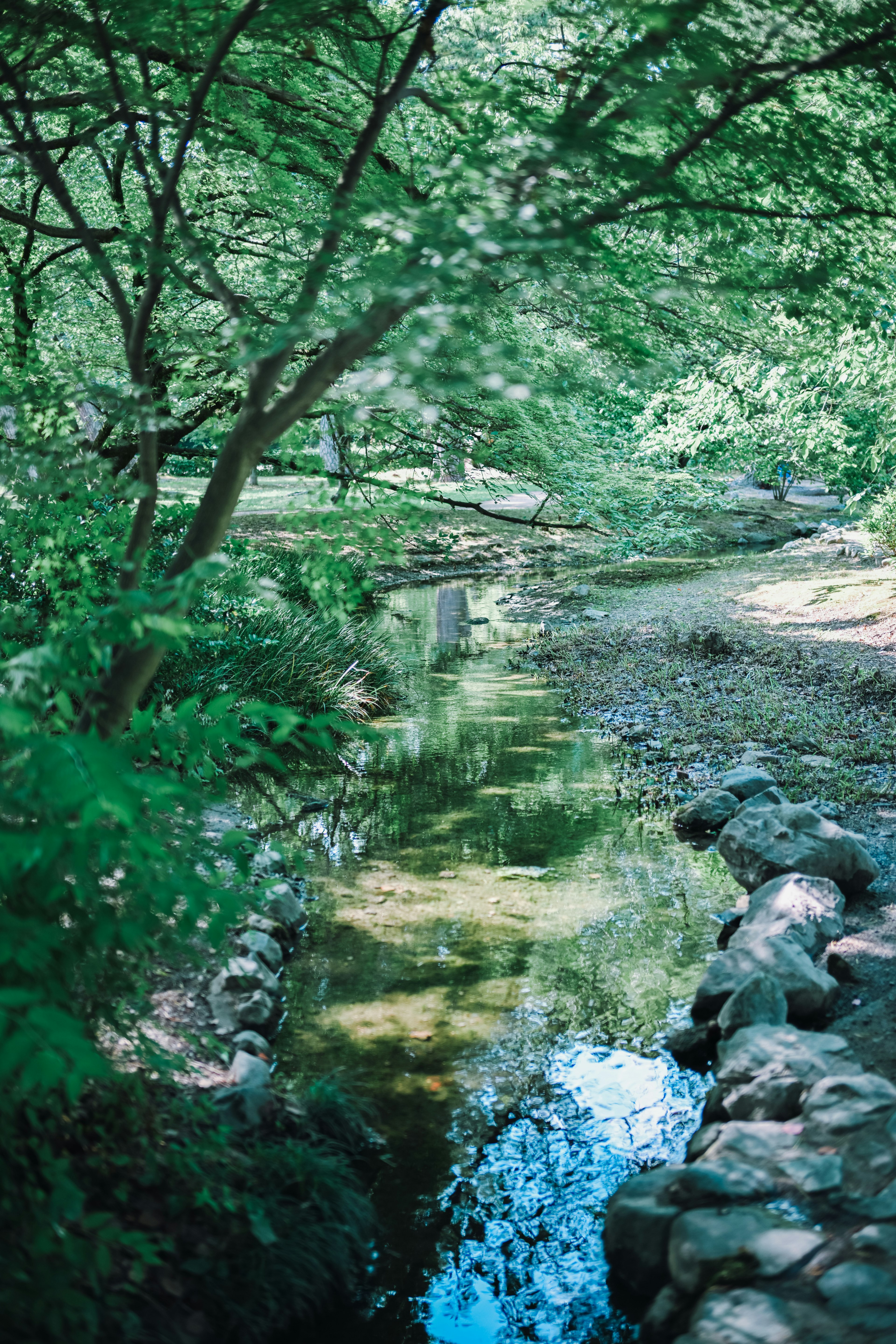 Vue pittoresque d'un ruisseau entouré d'arbres verts Reflet des arbres sur la surface de l'eau Une scène naturelle tranquille