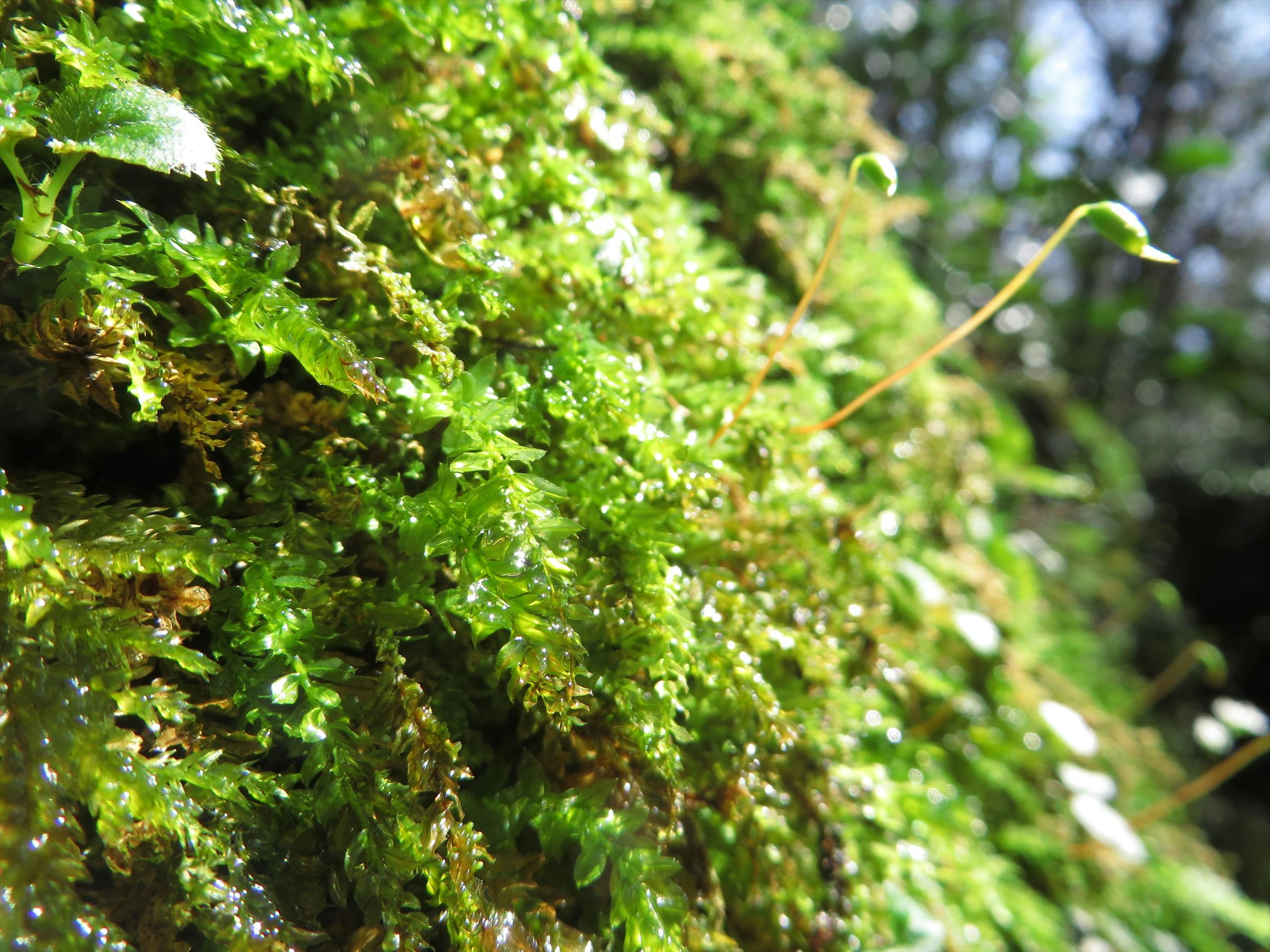 Foto in primo piano di muschio verde su una superficie di albero