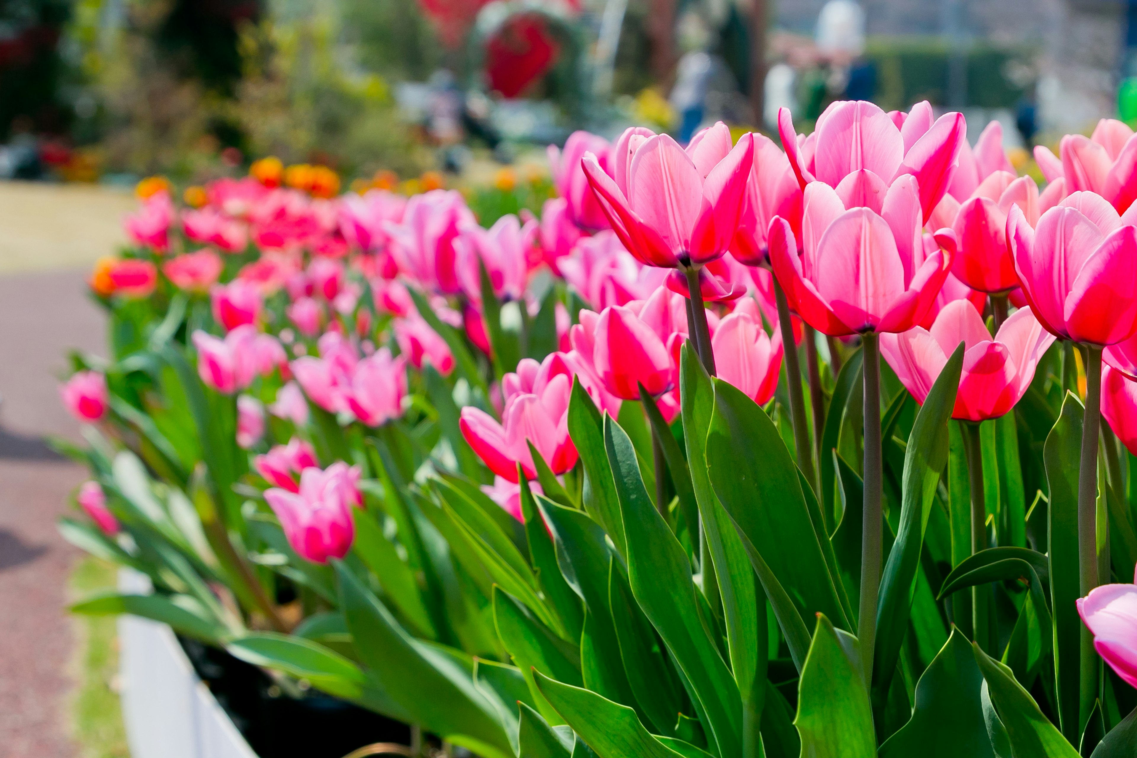 Vivaci tulipani rosa che fioriscono in un'aiuola