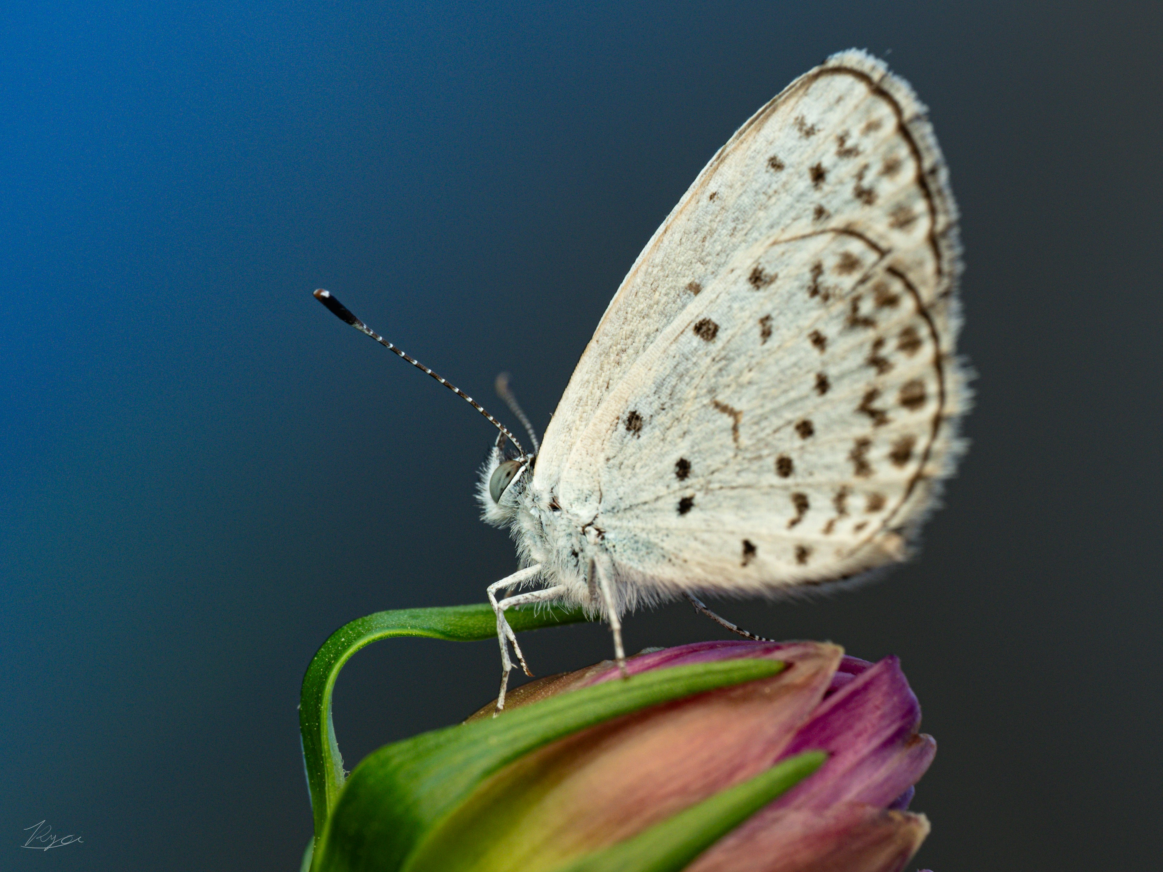 A white butterfly resting on a flower bud showcasing delicate details