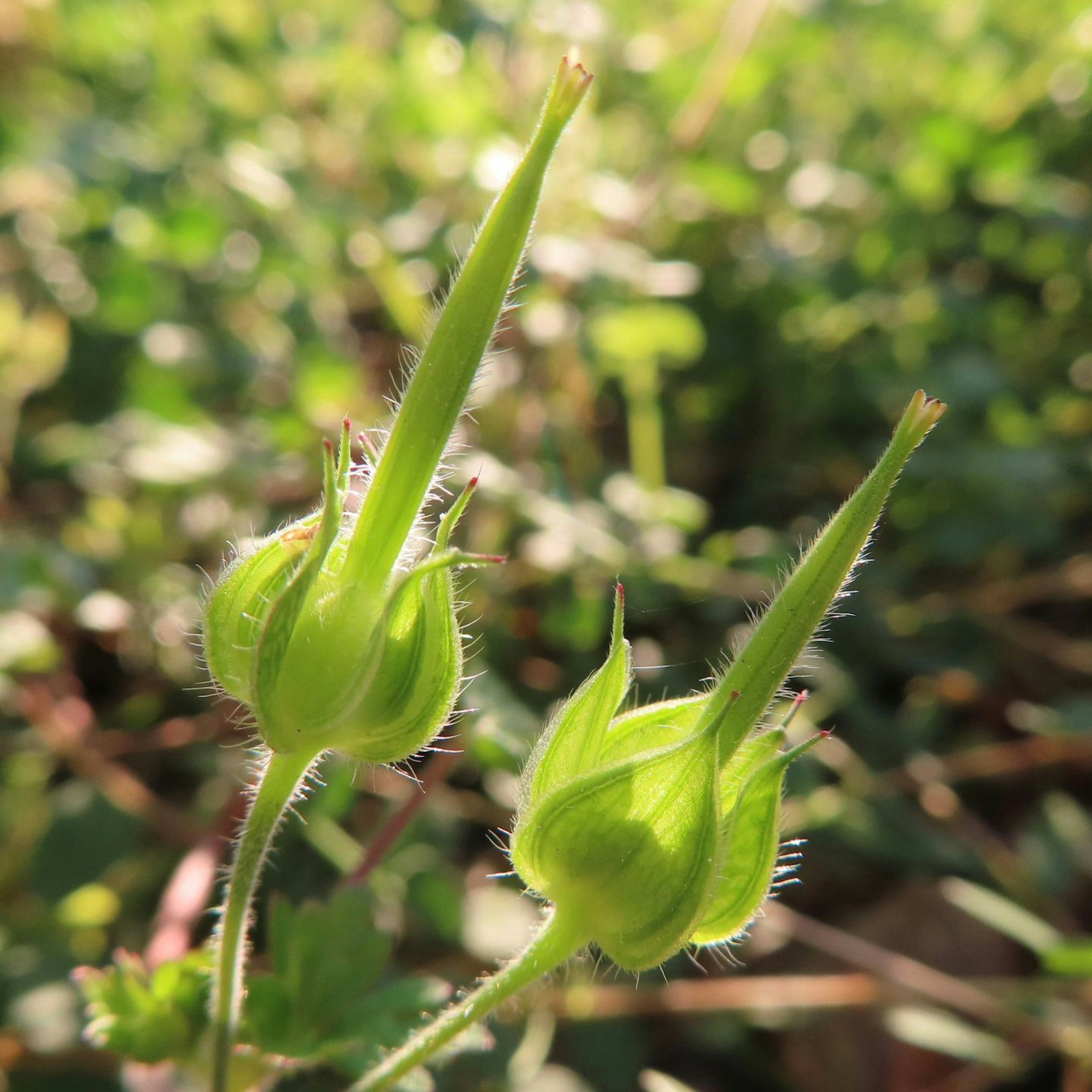 Zwei grüne Knospen mit spitzen Spitzen umgeben von Grün