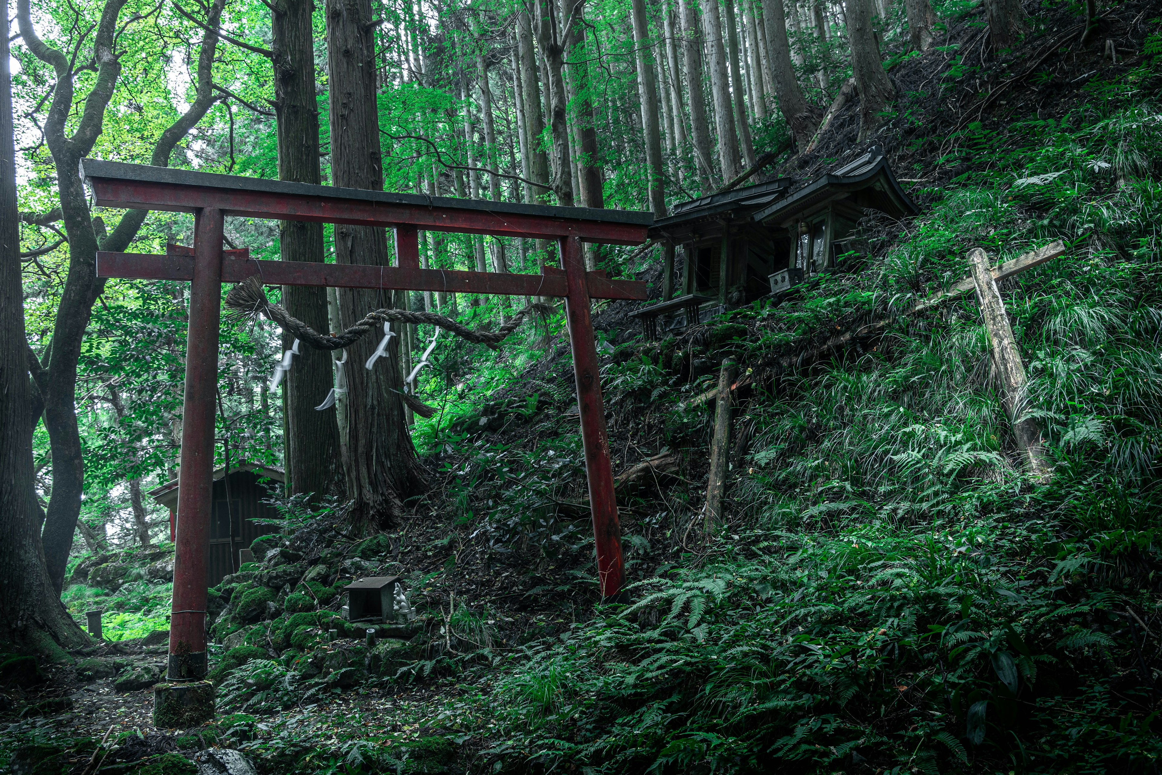 Cổng torii đỏ trong rừng yên tĩnh với rêu xanh