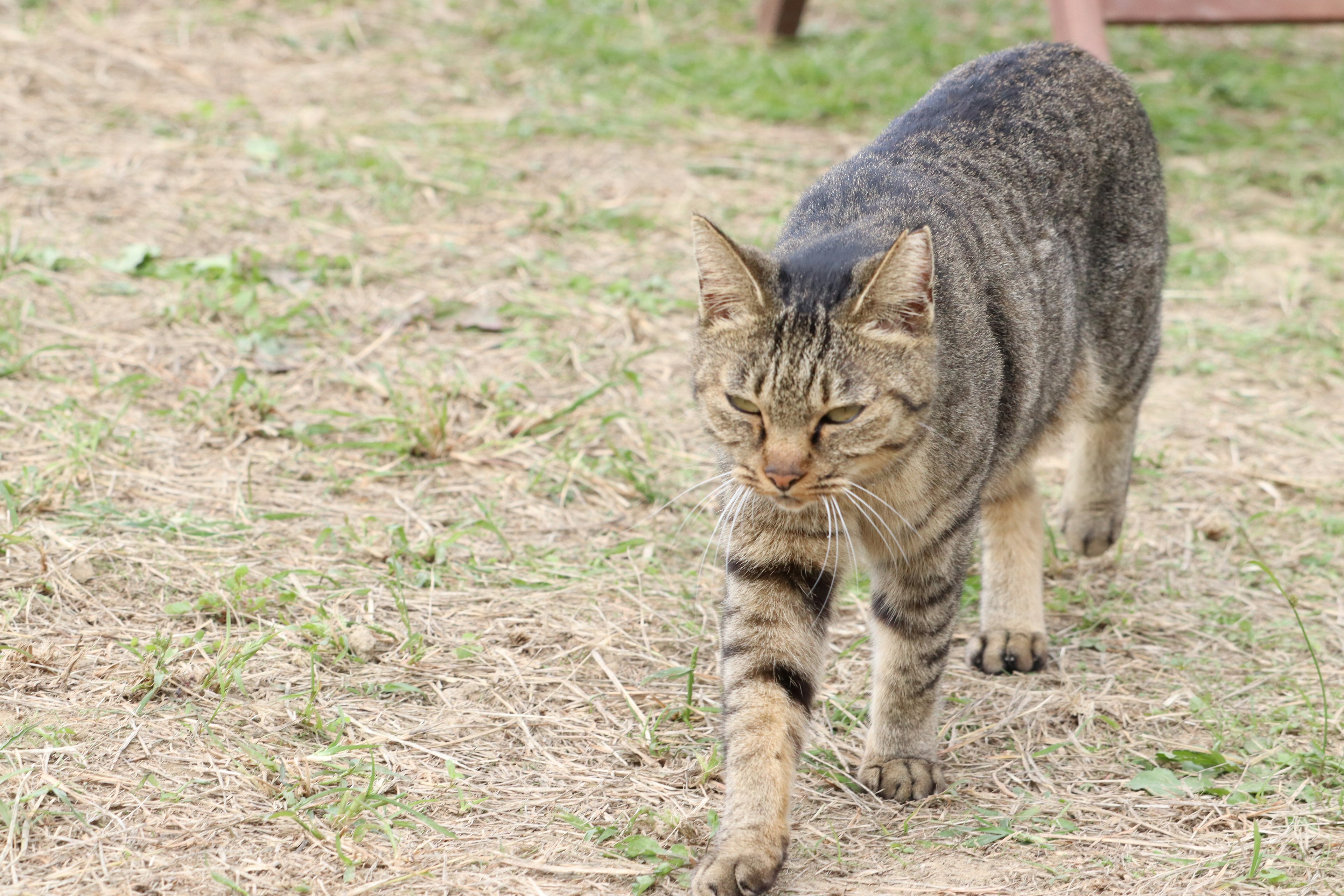 A tabby cat walking on grassy ground