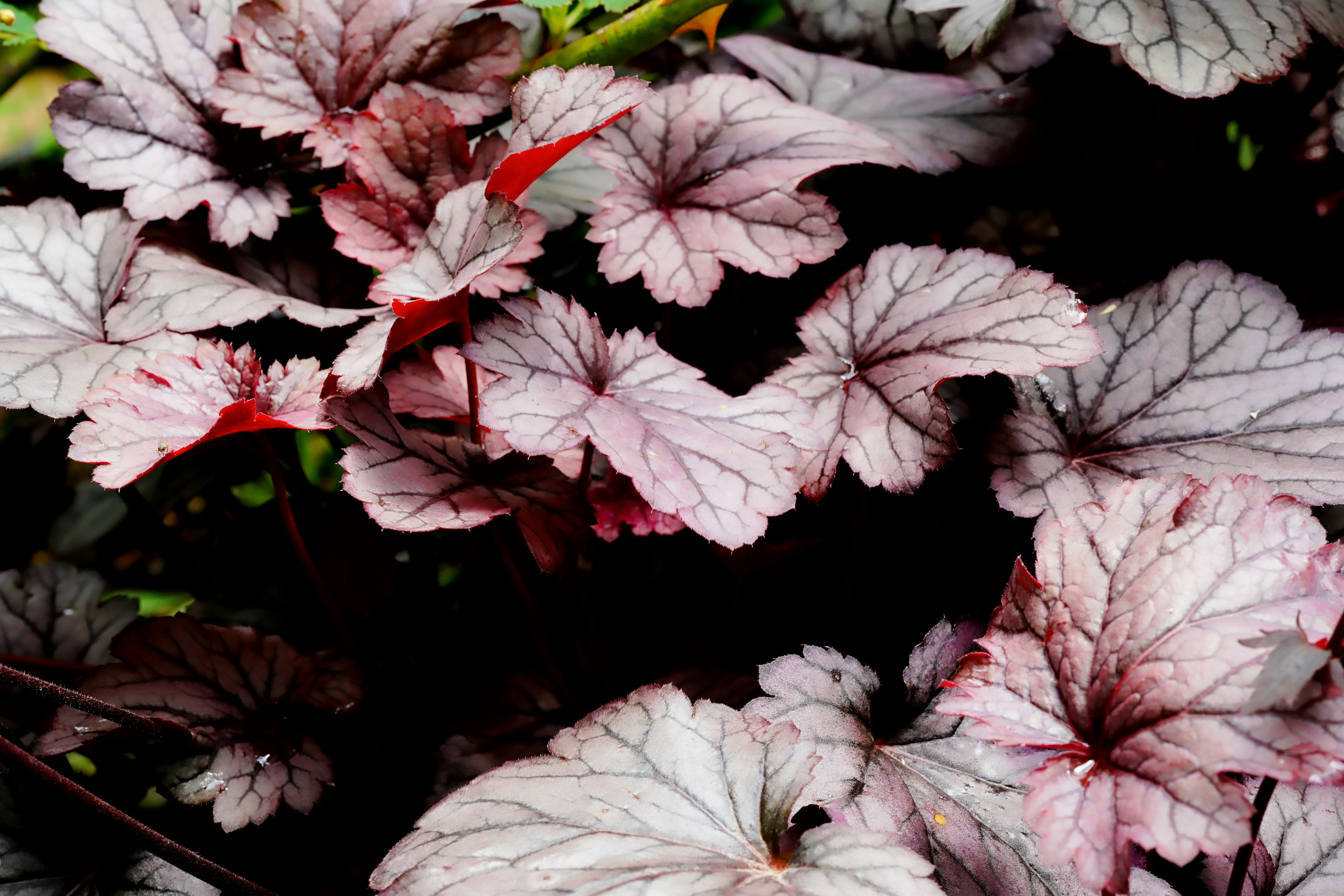 Kedekatan daun indah dengan urat merah