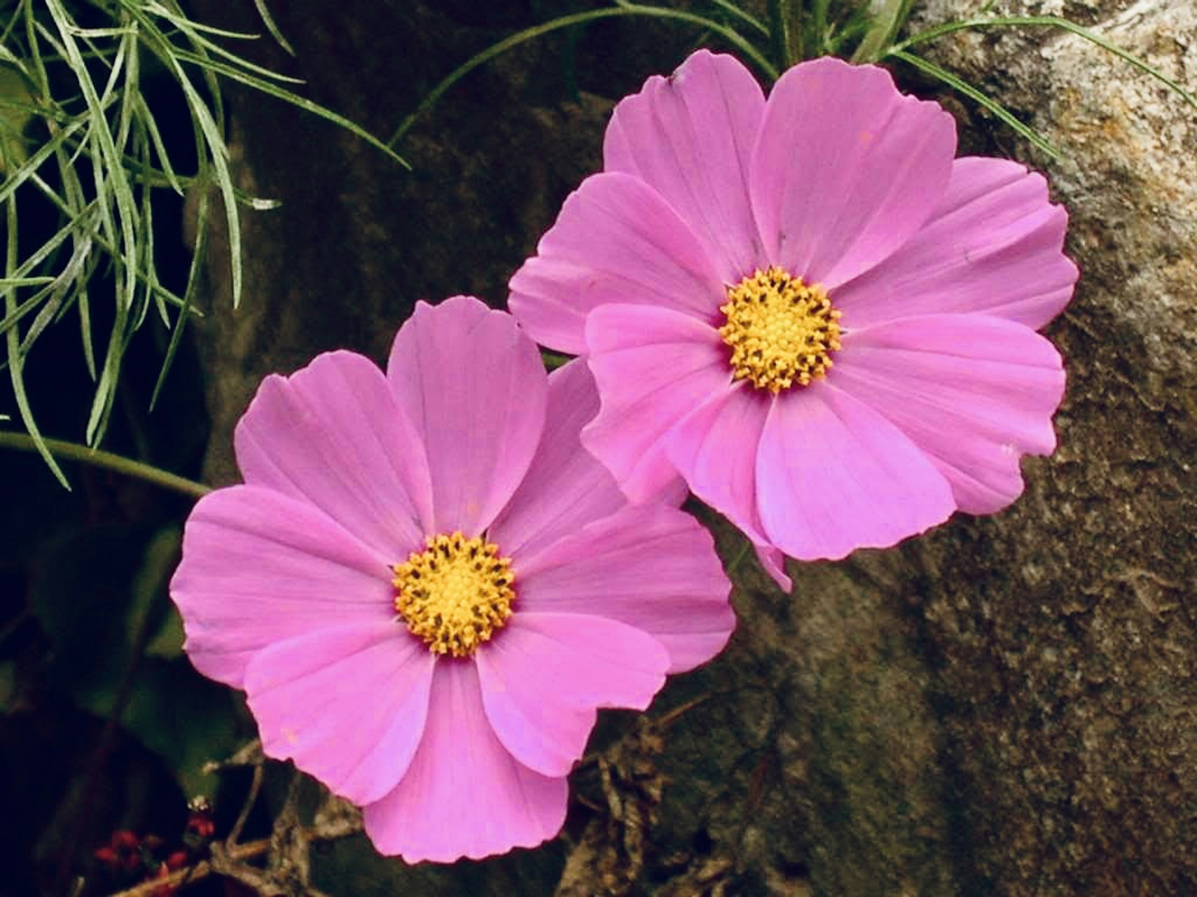 二つのピンクの花が黄色い中心を持っている