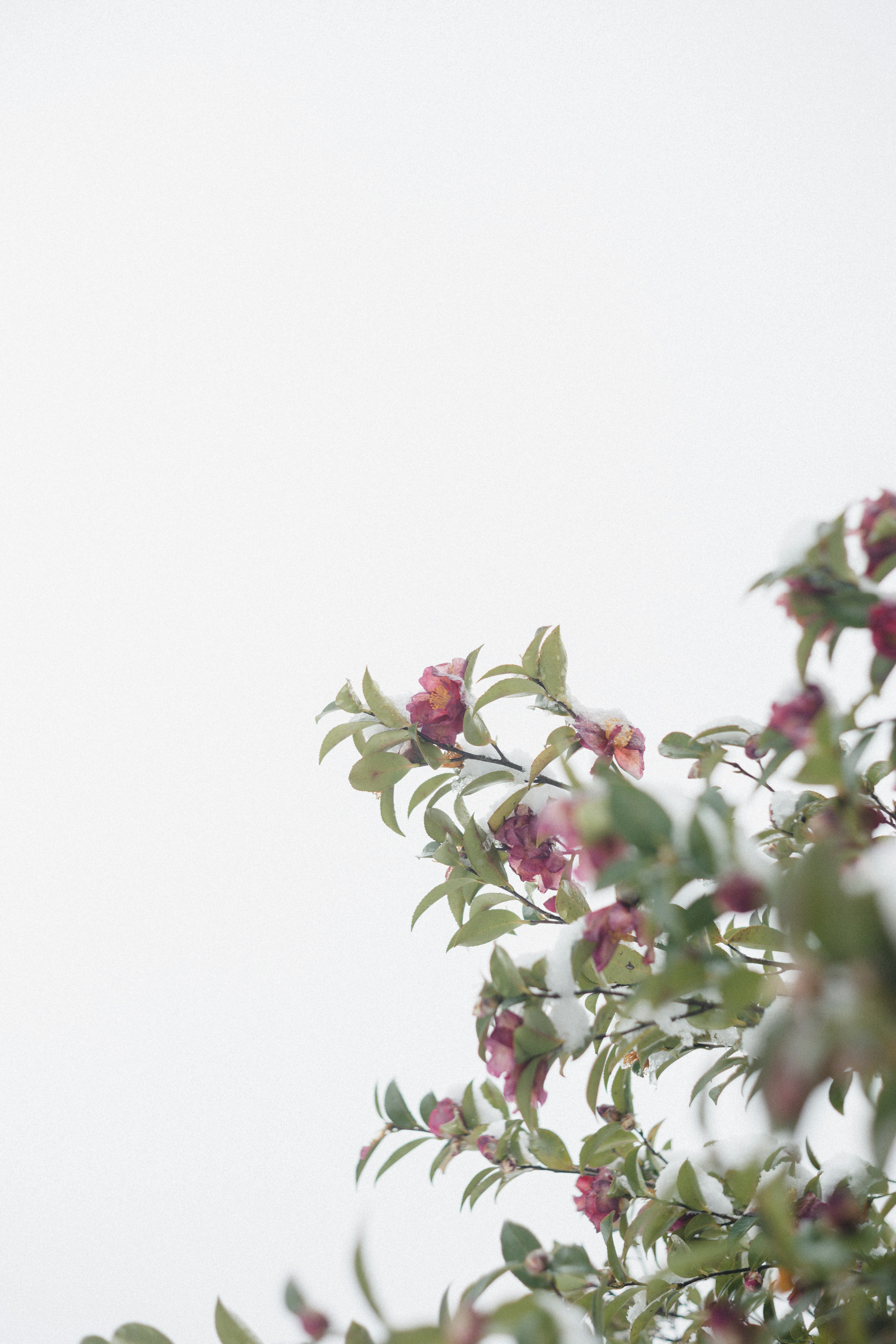 Pink flowers and green leaves against a light sky background