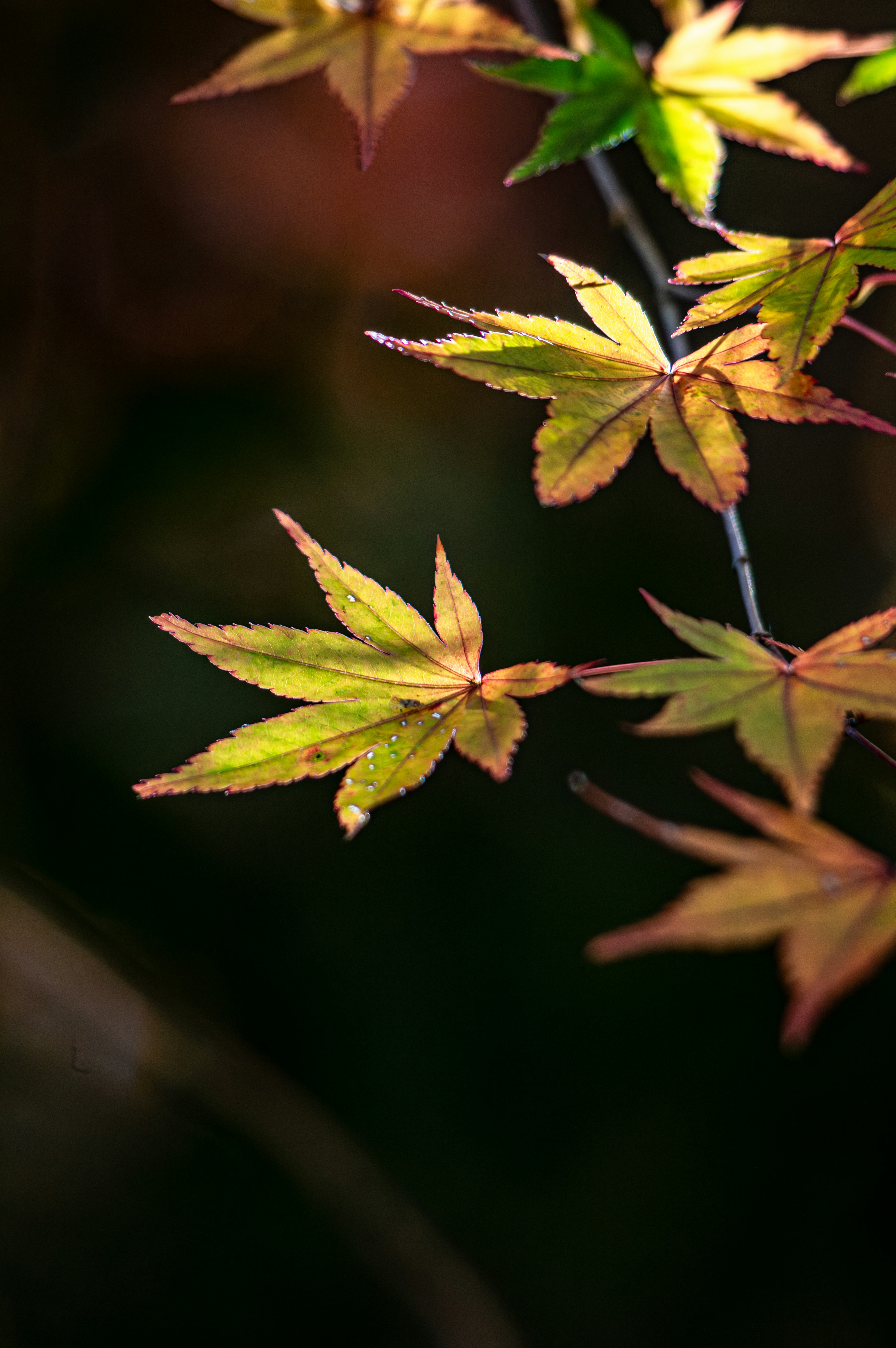 Vibrant autumn leaves on a branch