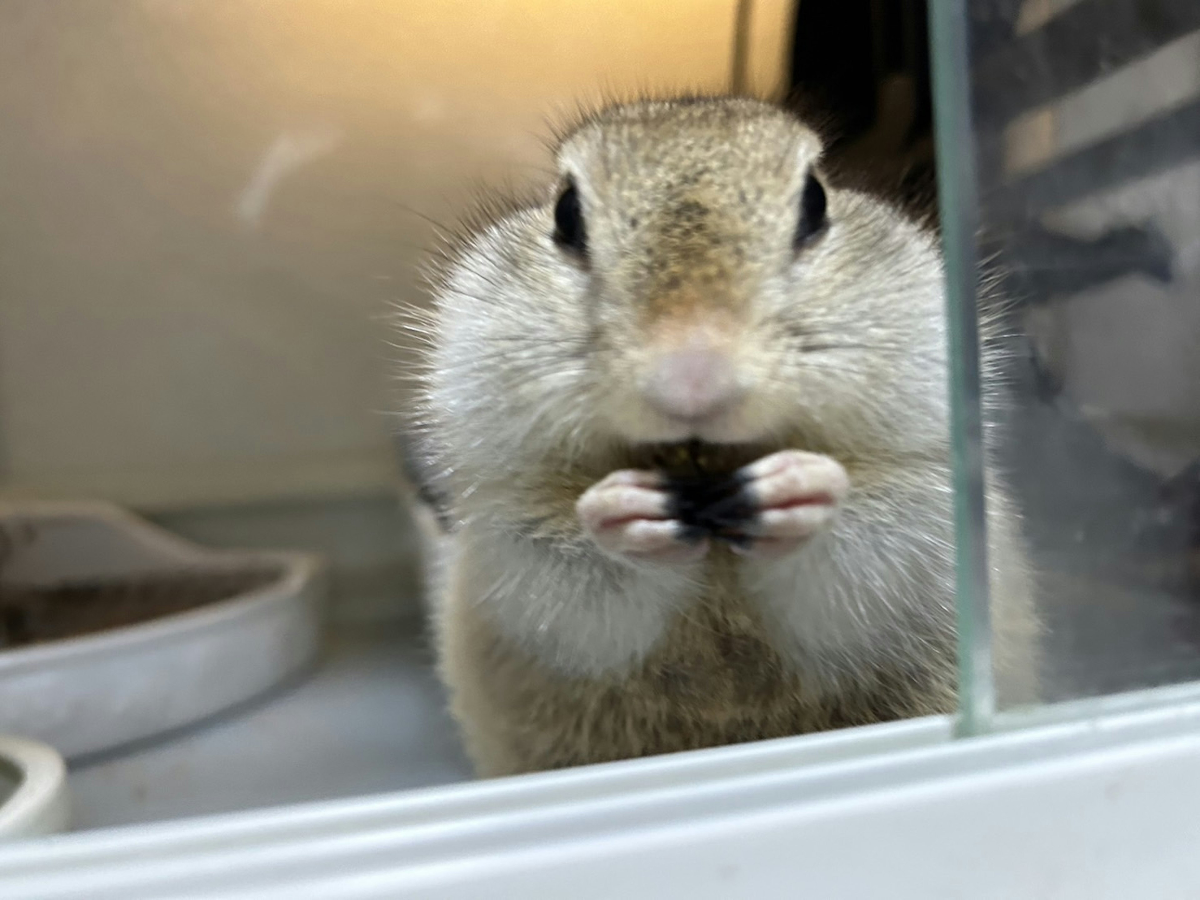 A small animal looking through glass