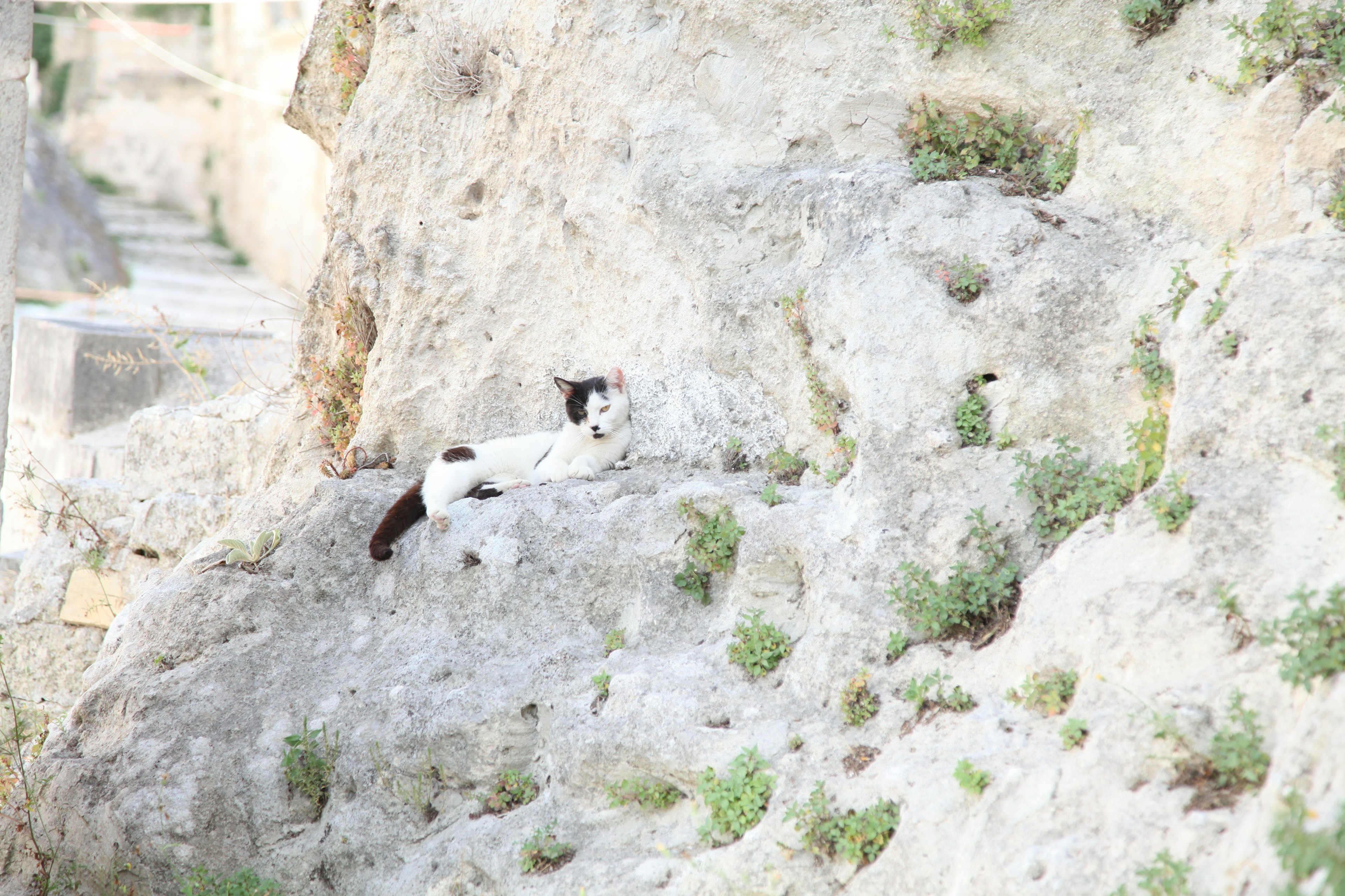 A black and white cat lounging on a rocky surface