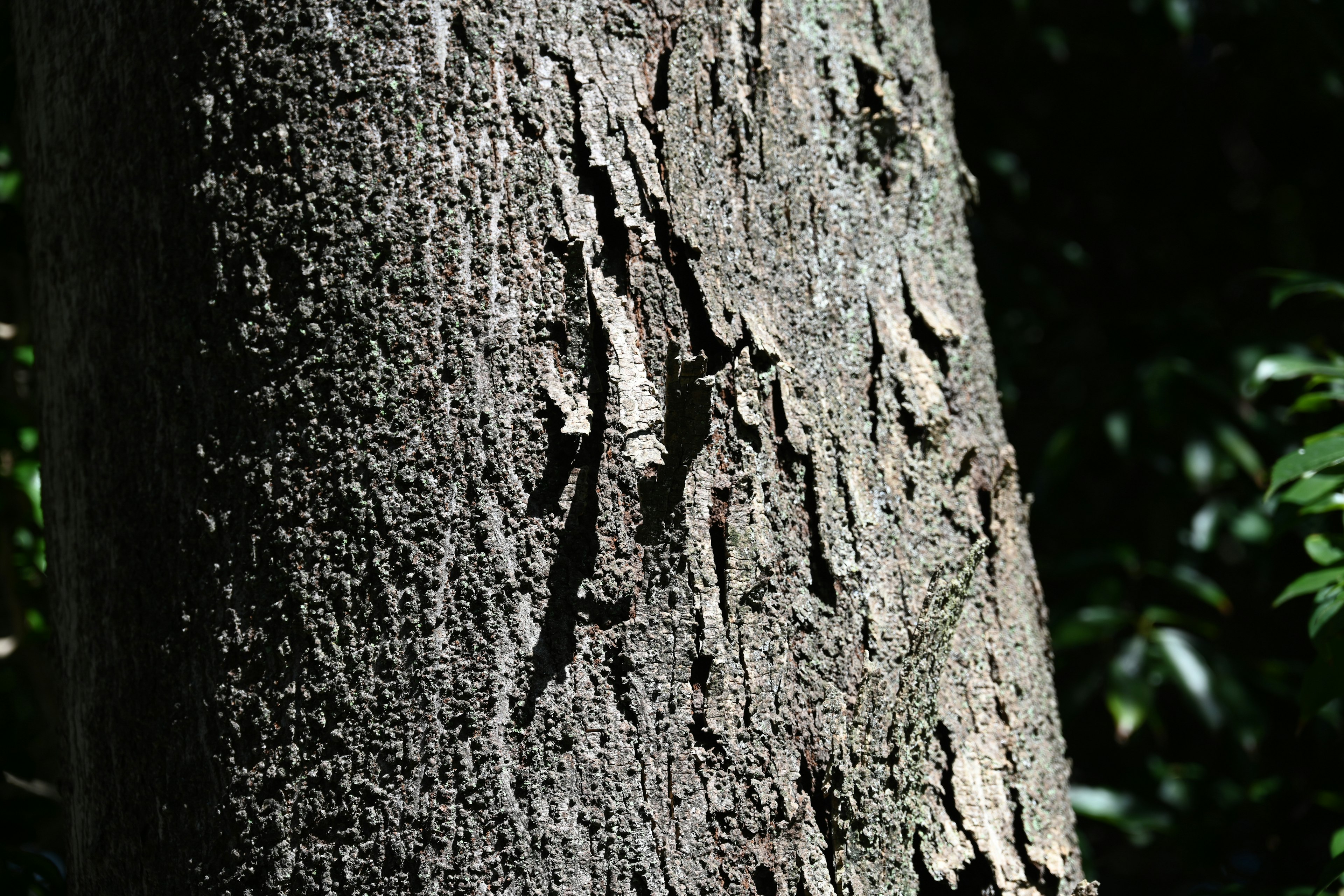 Textura y patrón detallados de la corteza del árbol