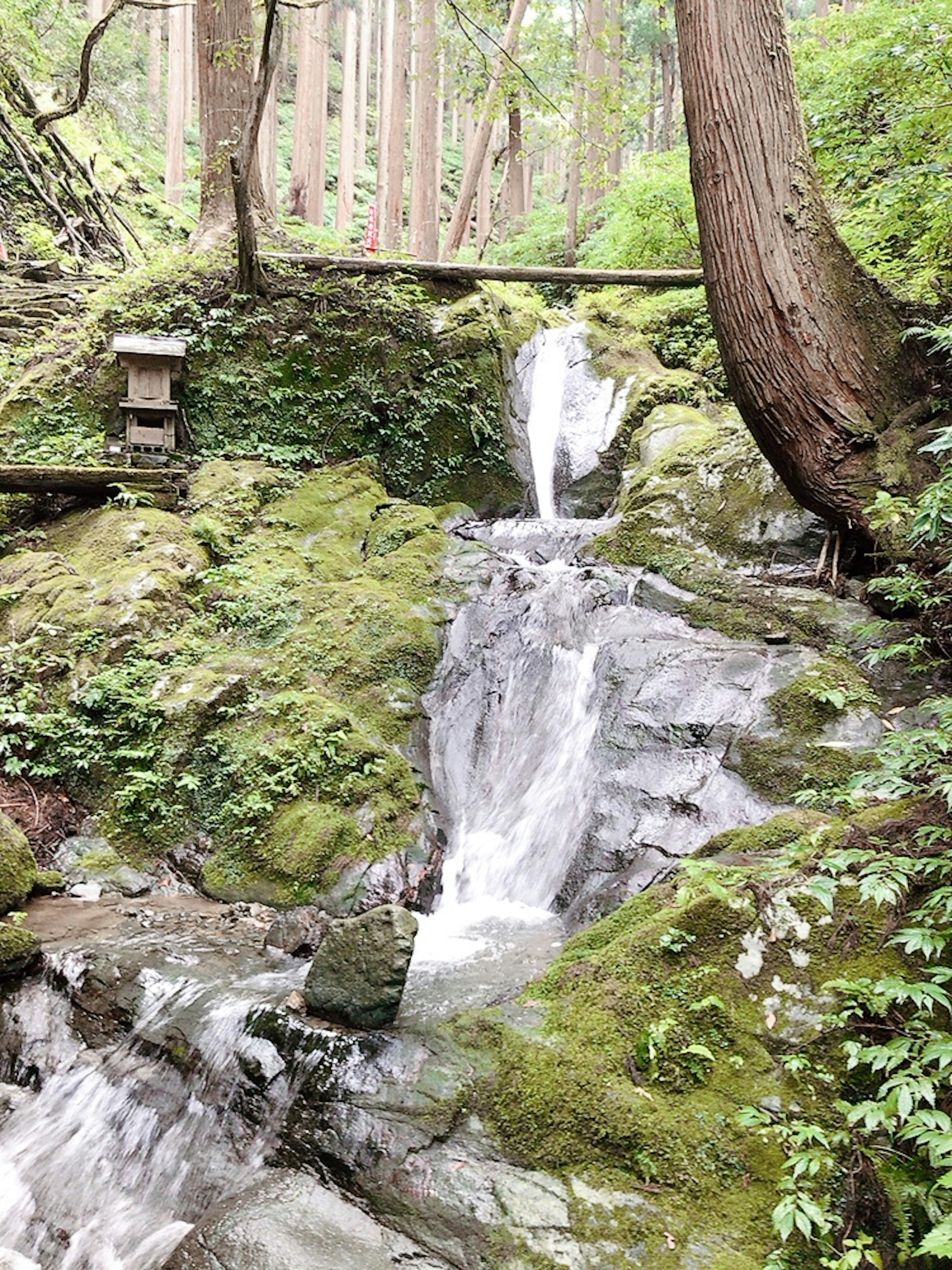 Small waterfall cascading over stones in a lush green forest