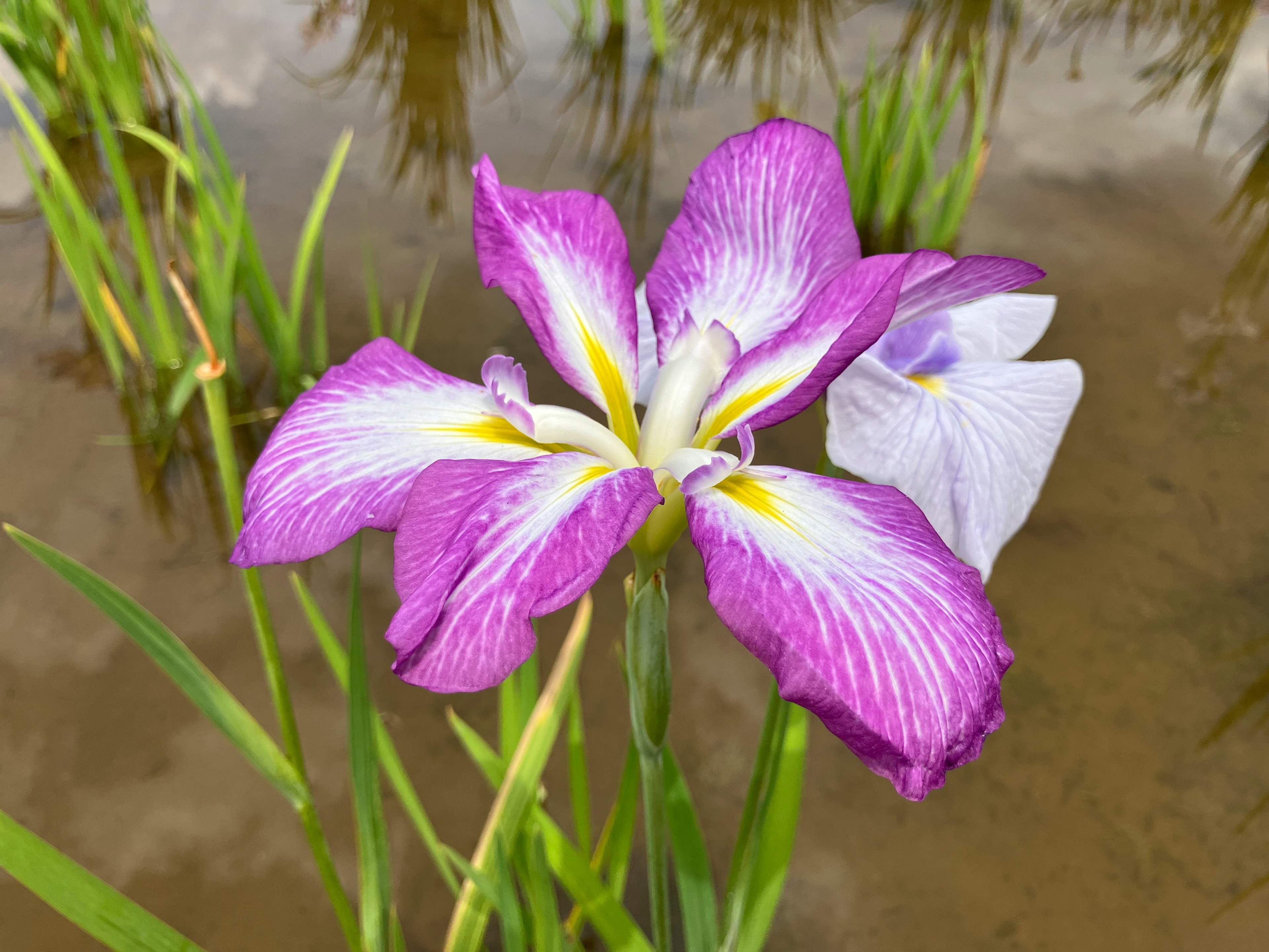 紫と白のアイリスの花が水面に浮かんでいる