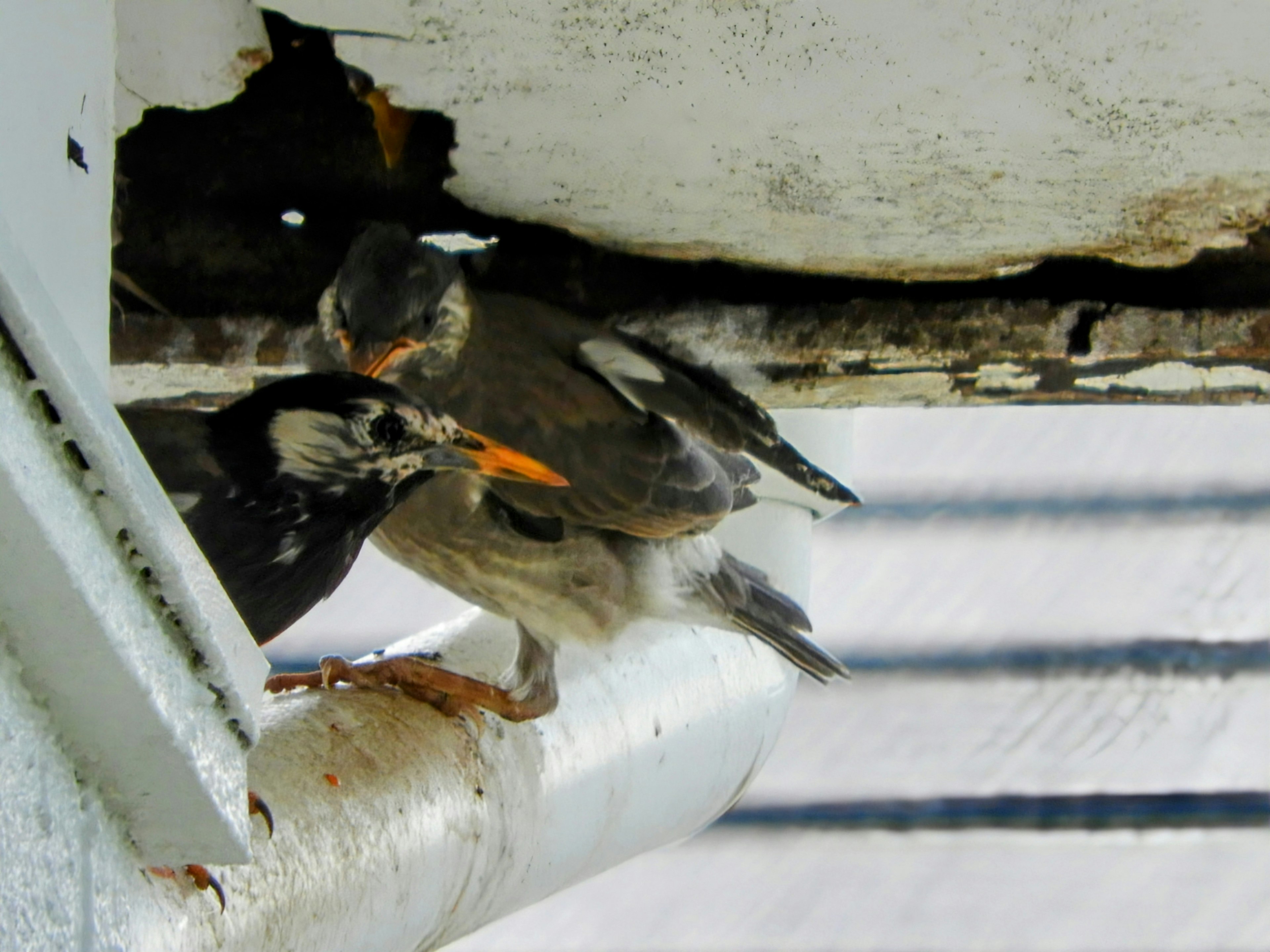 Dos aves posadas en una tubería mostrando sus plumas e interacciones