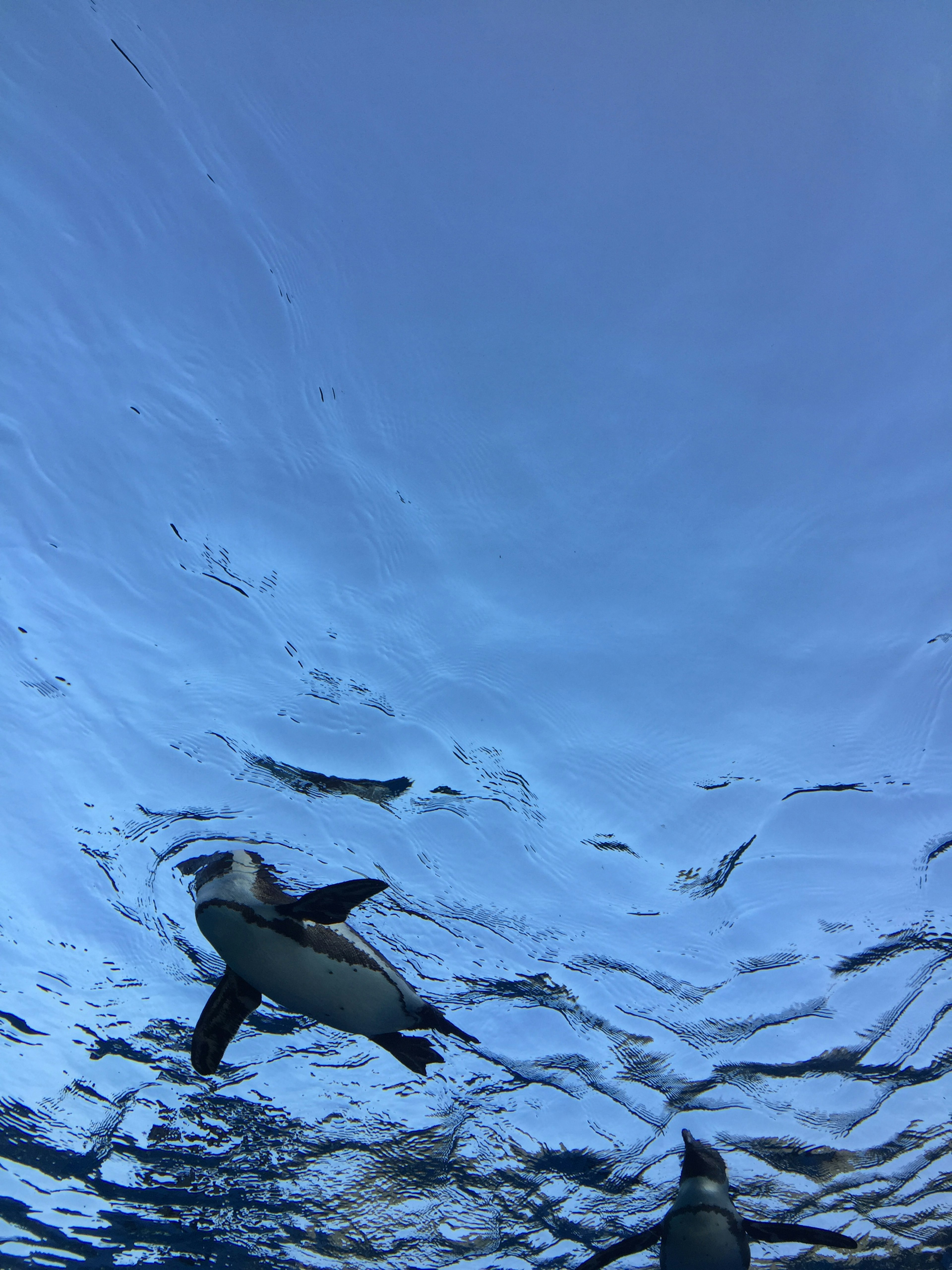 A penguin swimming under a clear blue water surface