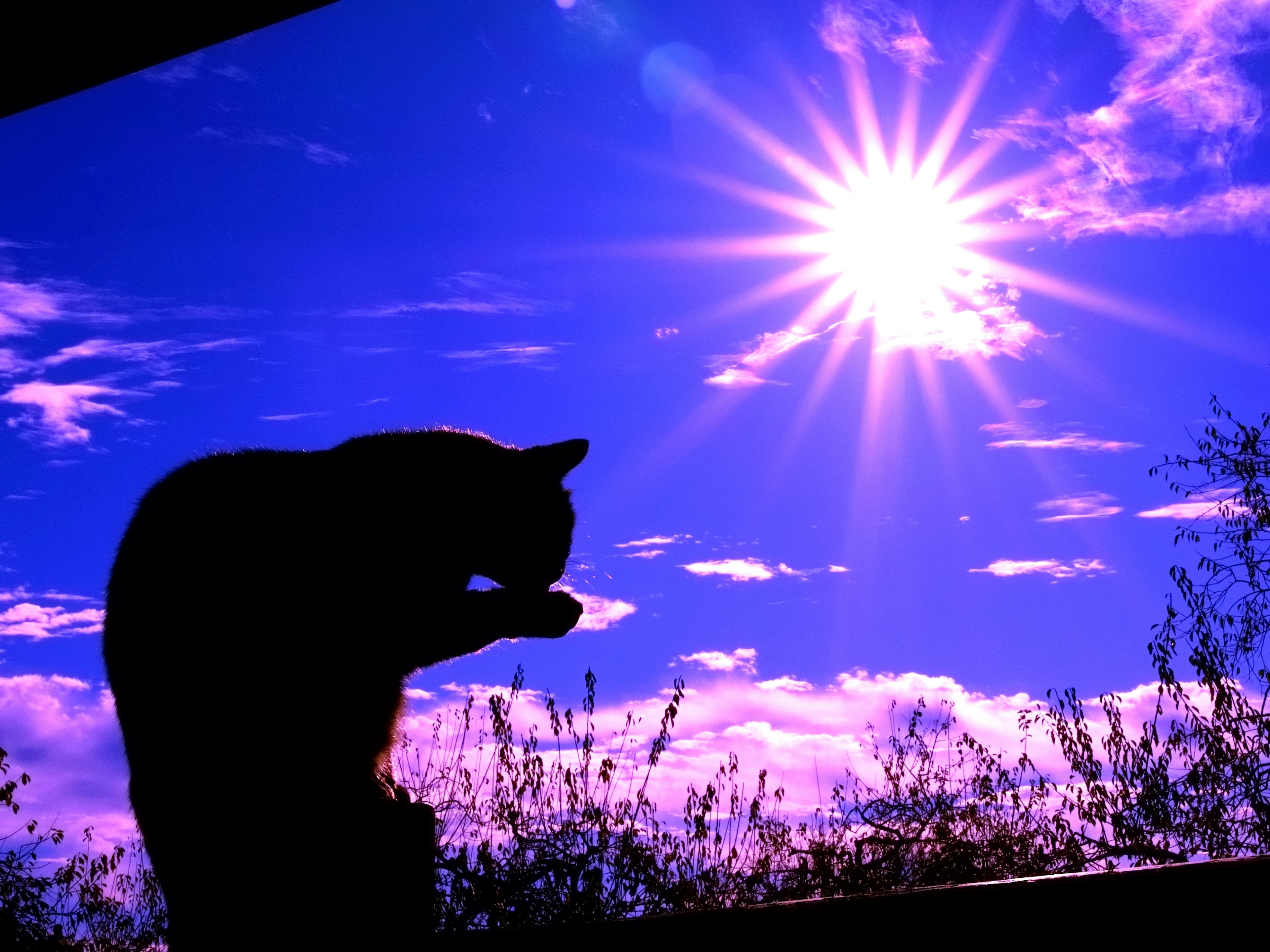 Silhouette di un gatto che si cura nel sole contro un cielo blu vibrante