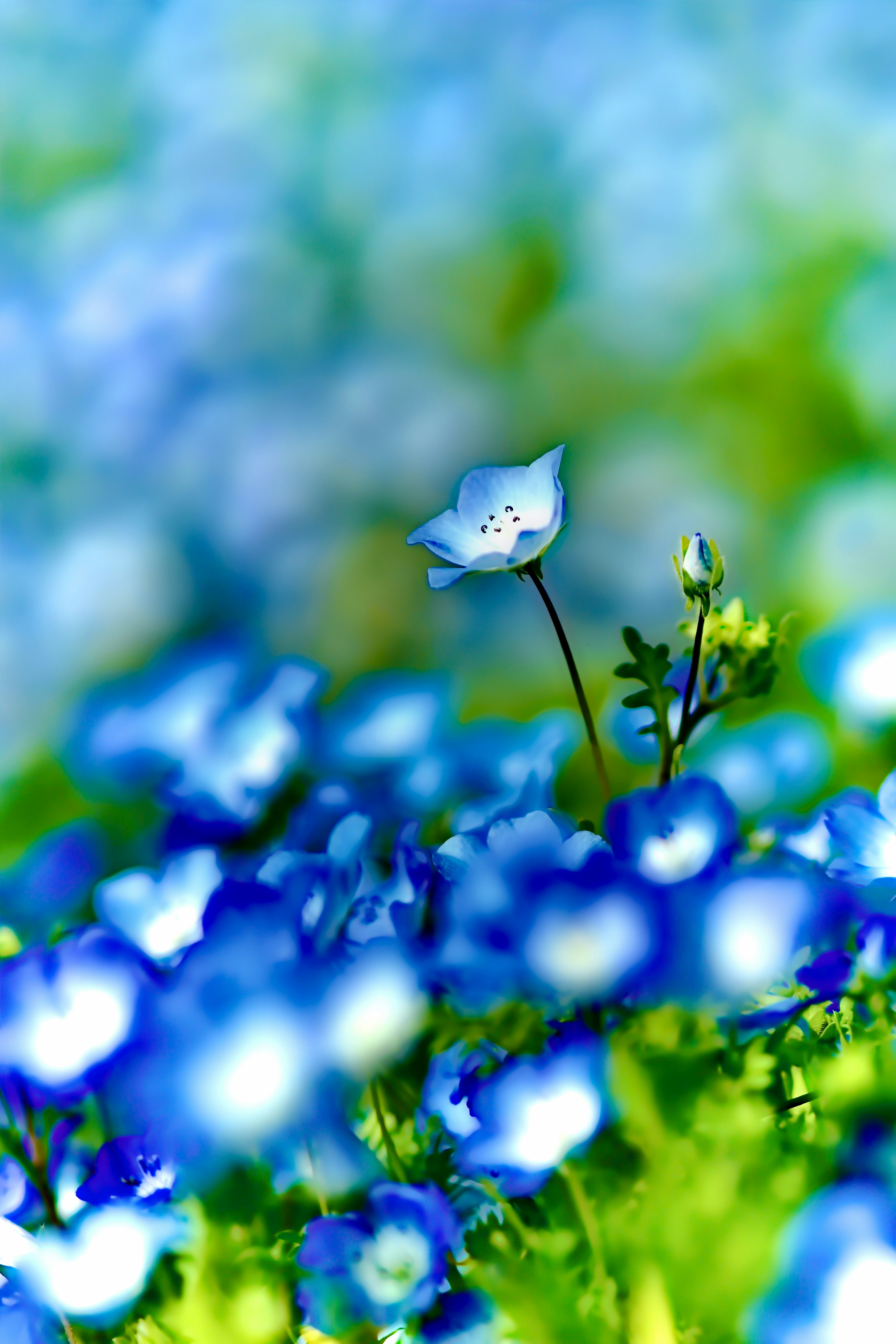 A single white flower stands out among a sea of blue flowers