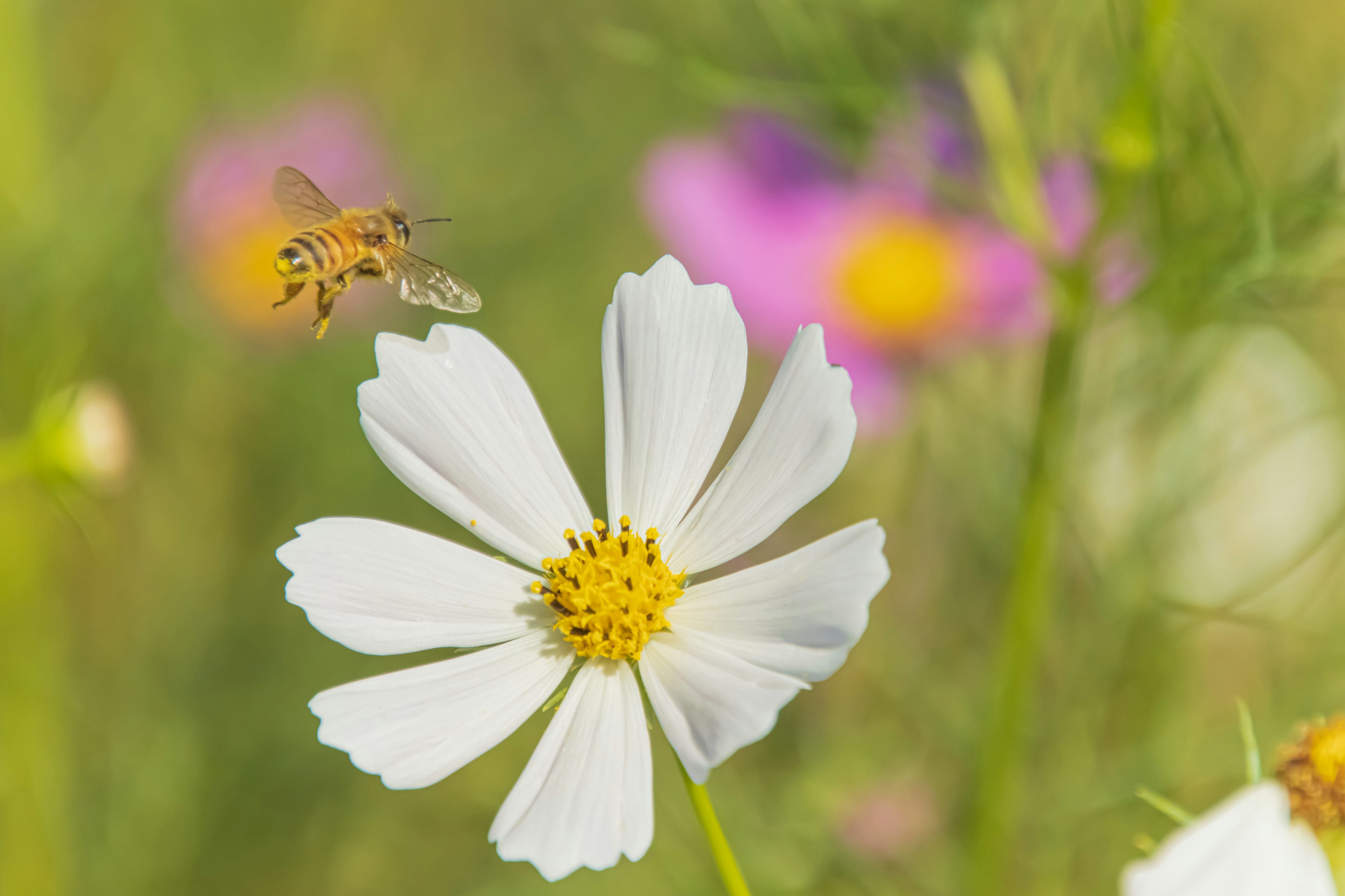 A bee hovering near a white flower with yellow center surrounded by colorful flowers in the background