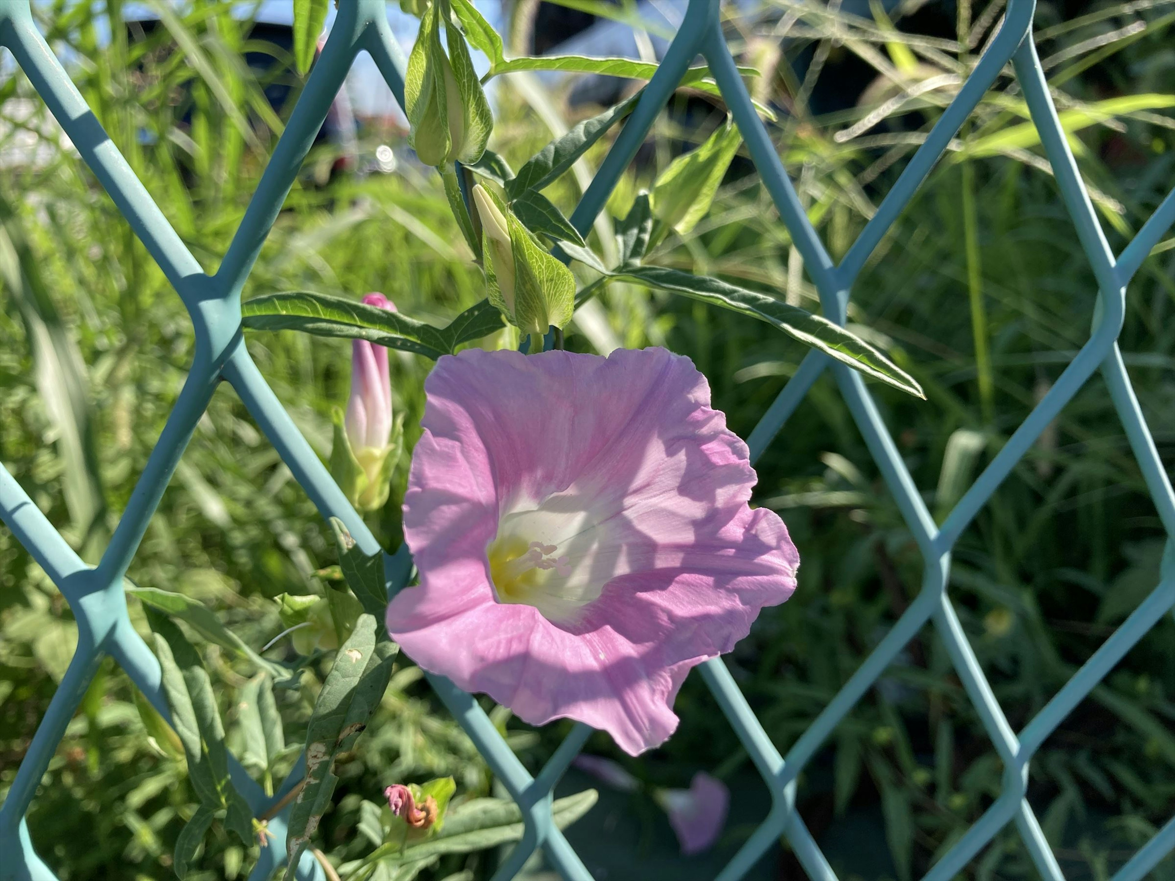 青いフェンスの近くに咲く薄いピンクの花