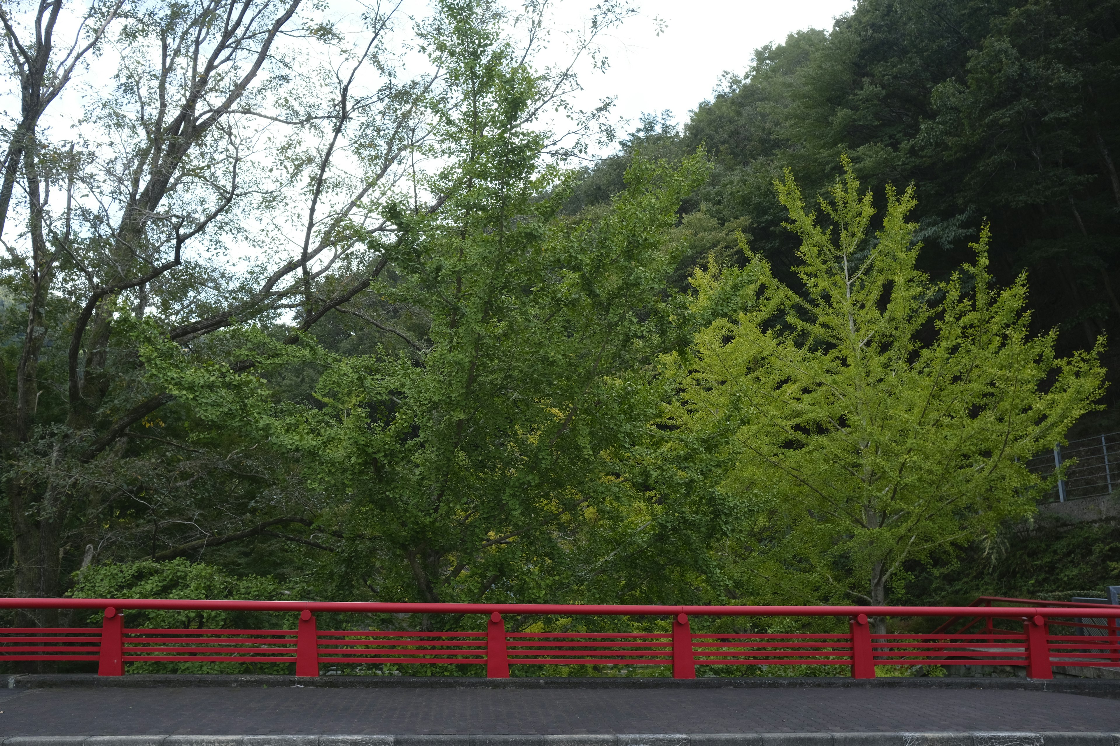 赤い手すりのある緑豊かな風景