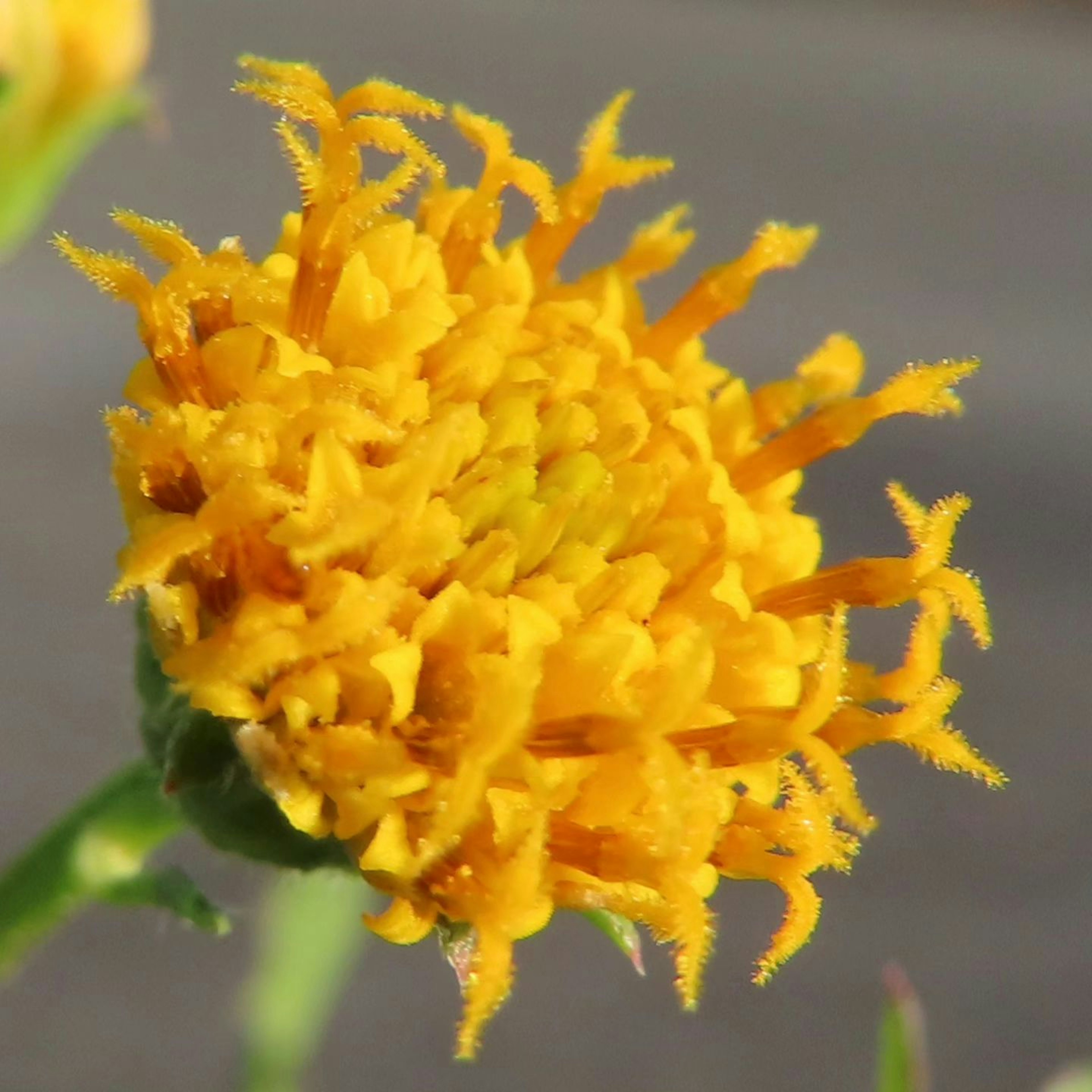 Close-up bunga kuning cerah dengan struktur kelopak yang unik