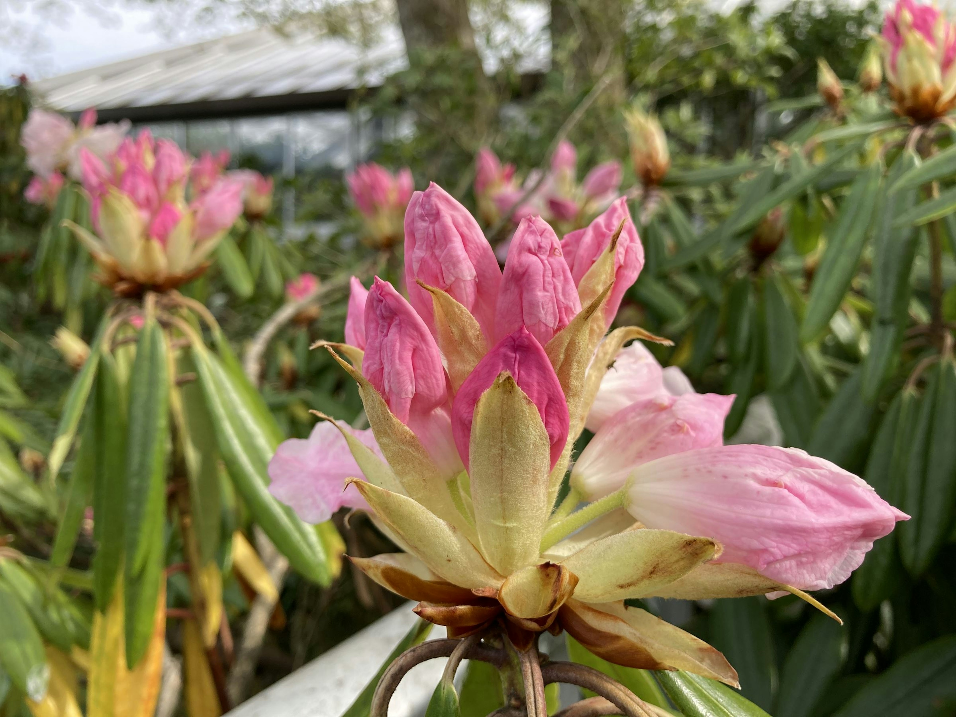 Bellissimi fiori di rododendro rosa che sbocciano in un giardino