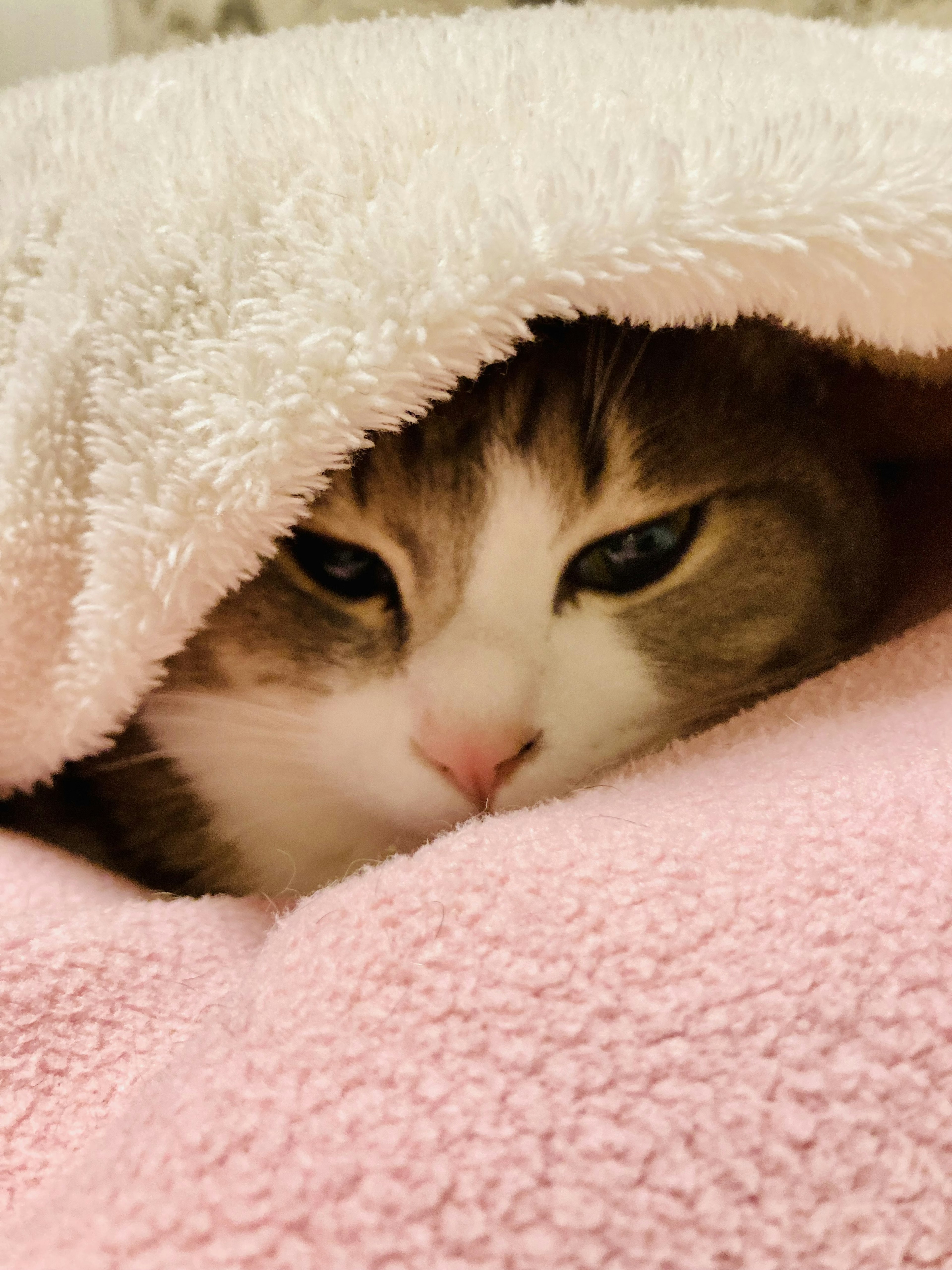 Gray and white cat's face peeking out from a blanket