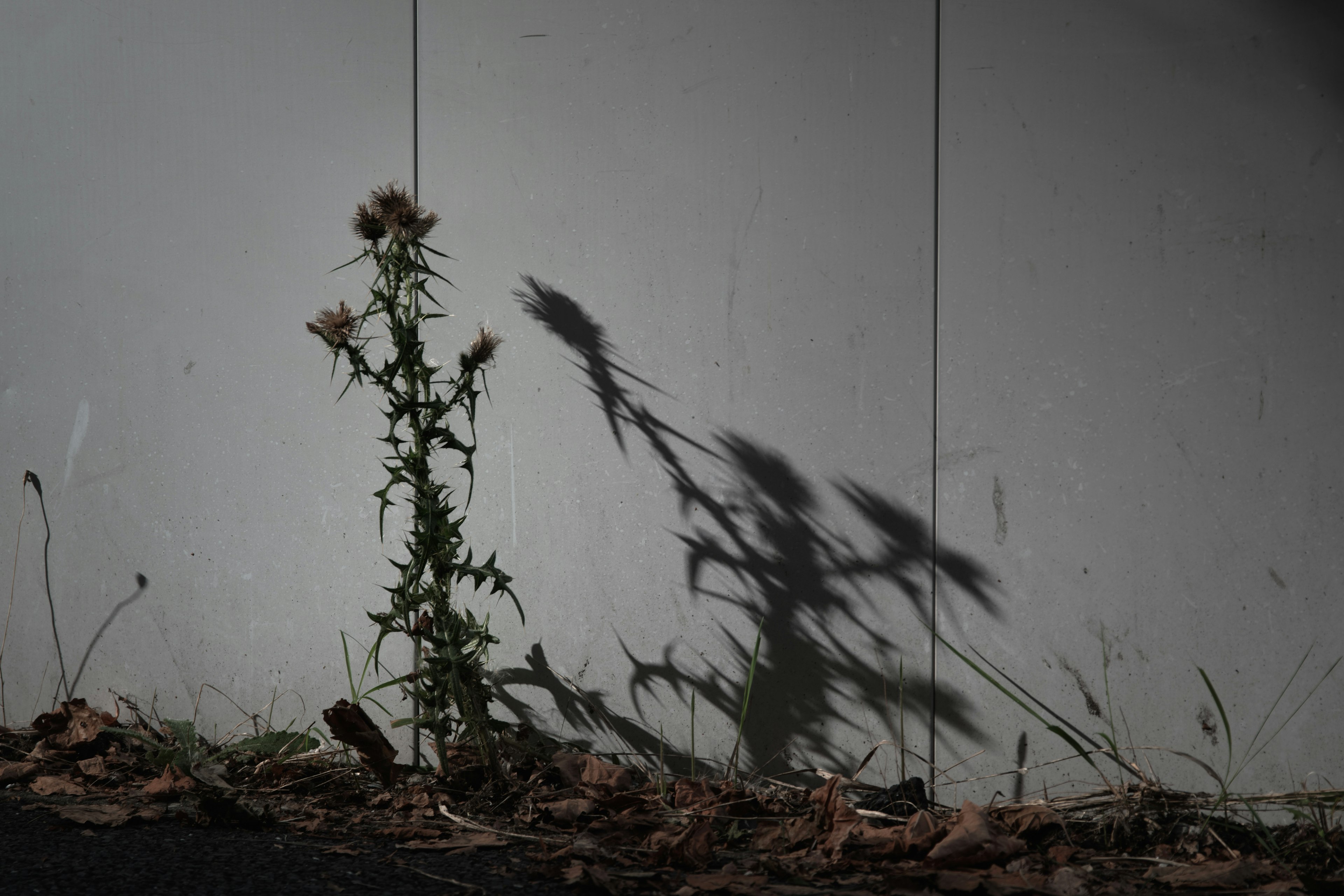 Plante projetant une ombre sur un mur avec des feuilles au sol