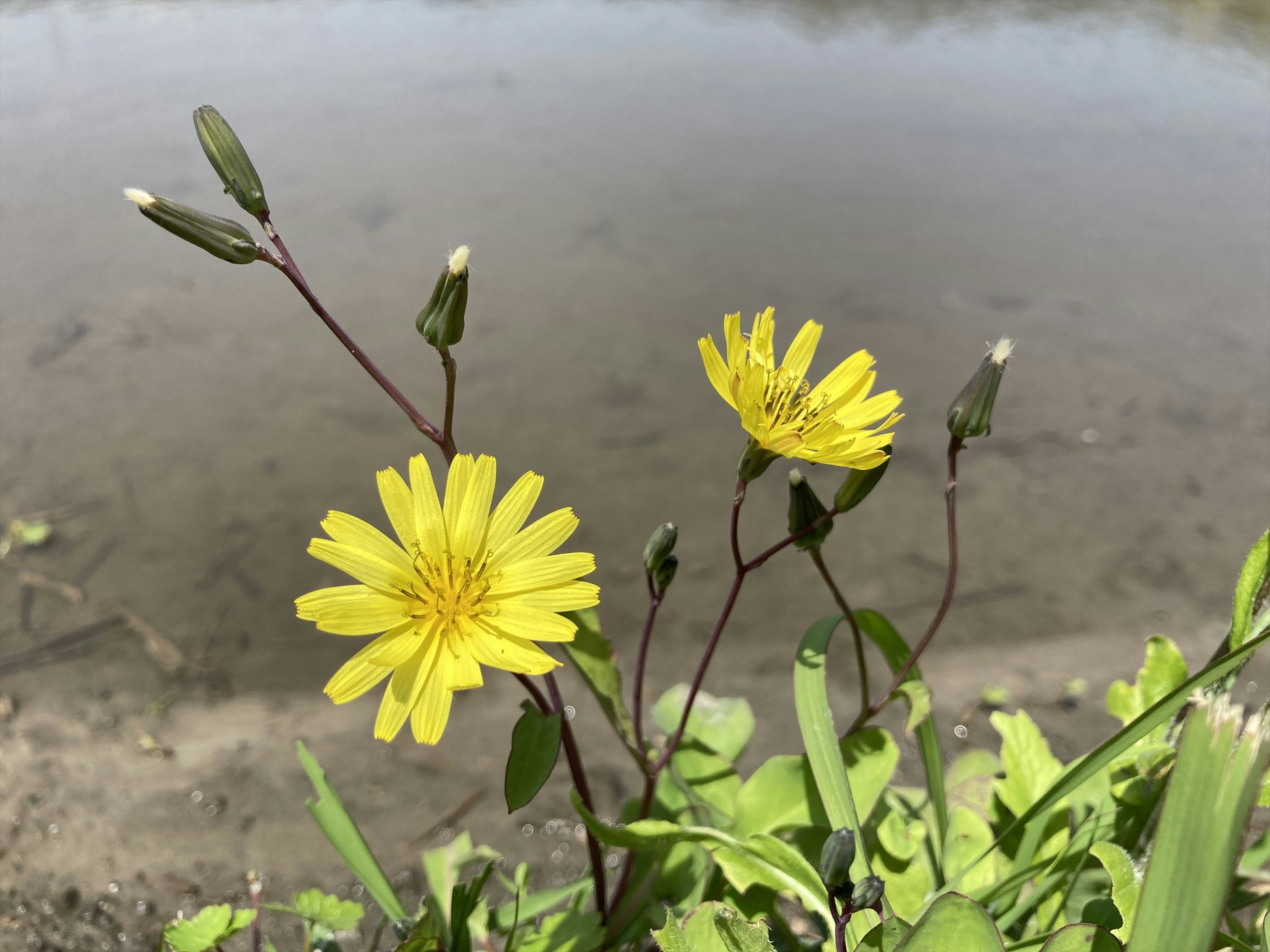 水辺に咲く黄色い花とその葉