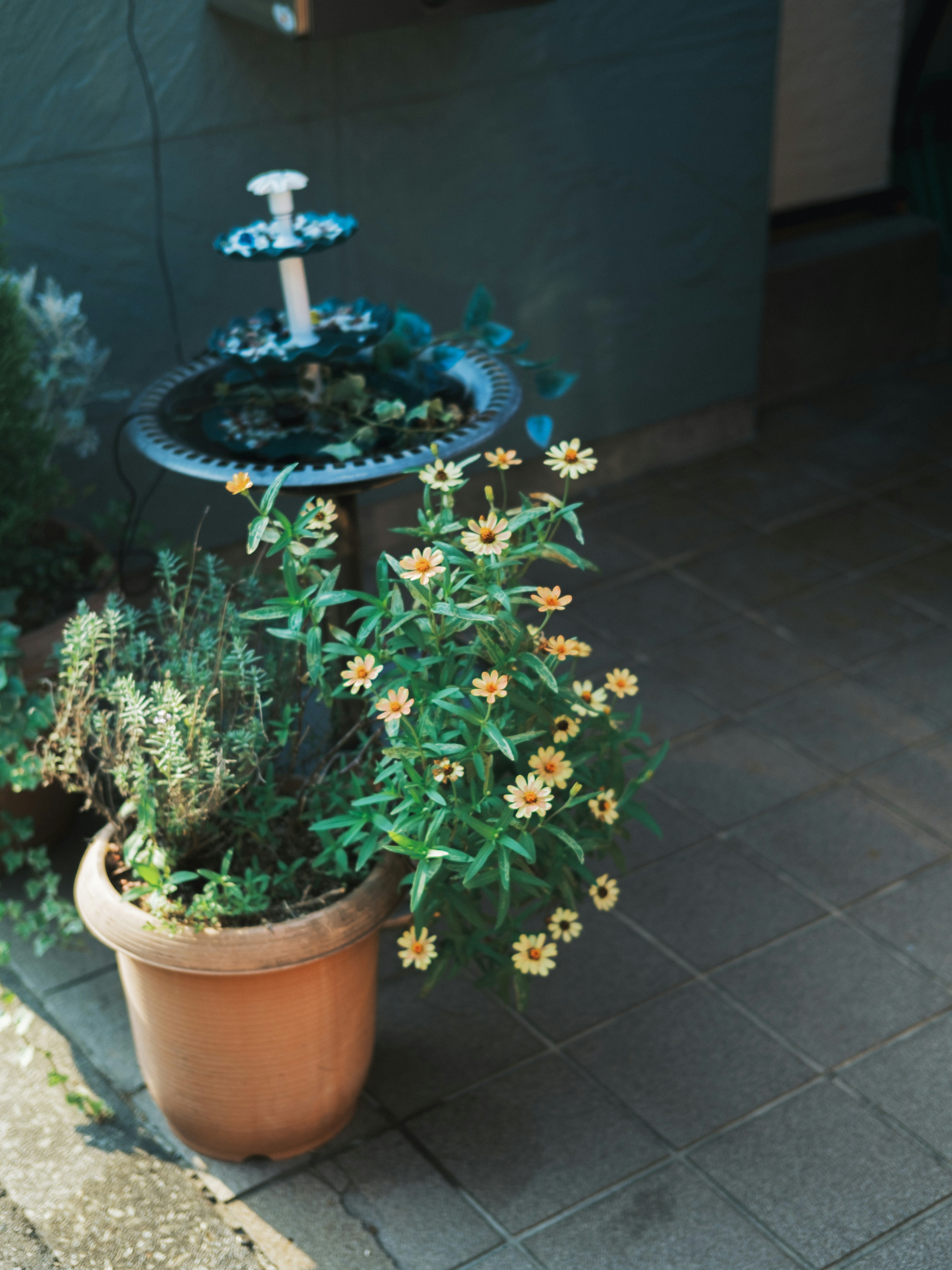 Stylischer Außenbereich mit einem Terrakottatopf mit gelben Blumen und Kräutern