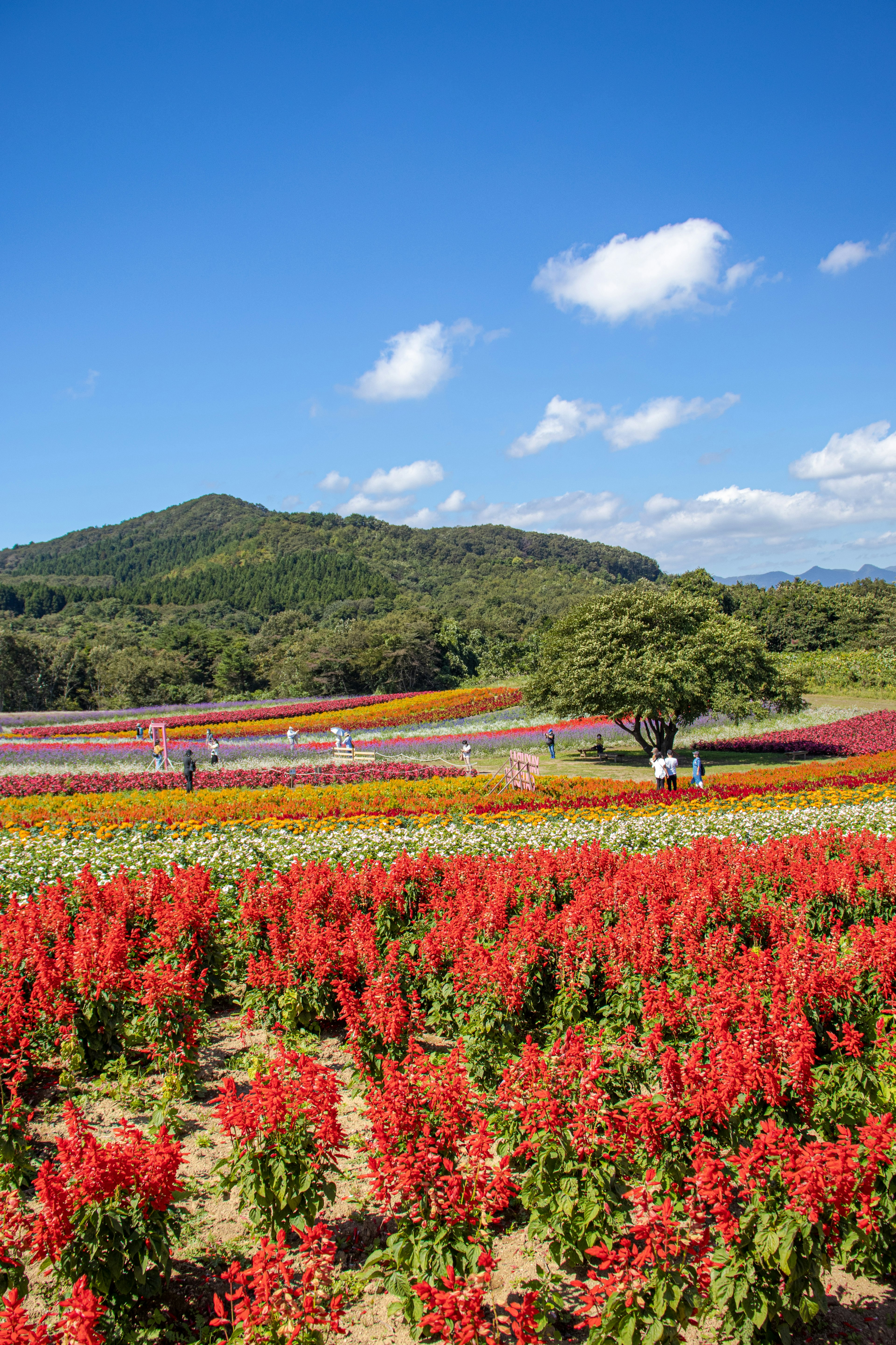 Vibrant flower fields under a clear blue sky with distant mountains