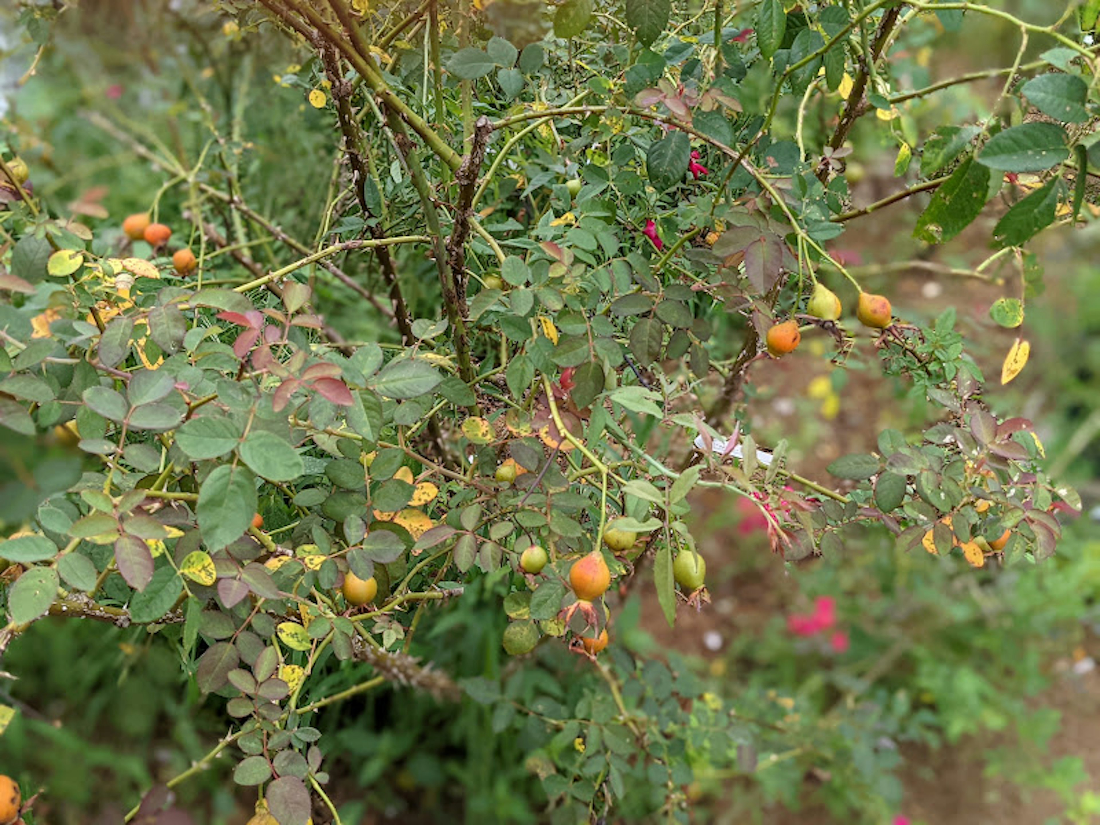 A bushy plant with vibrant fruits in various colors