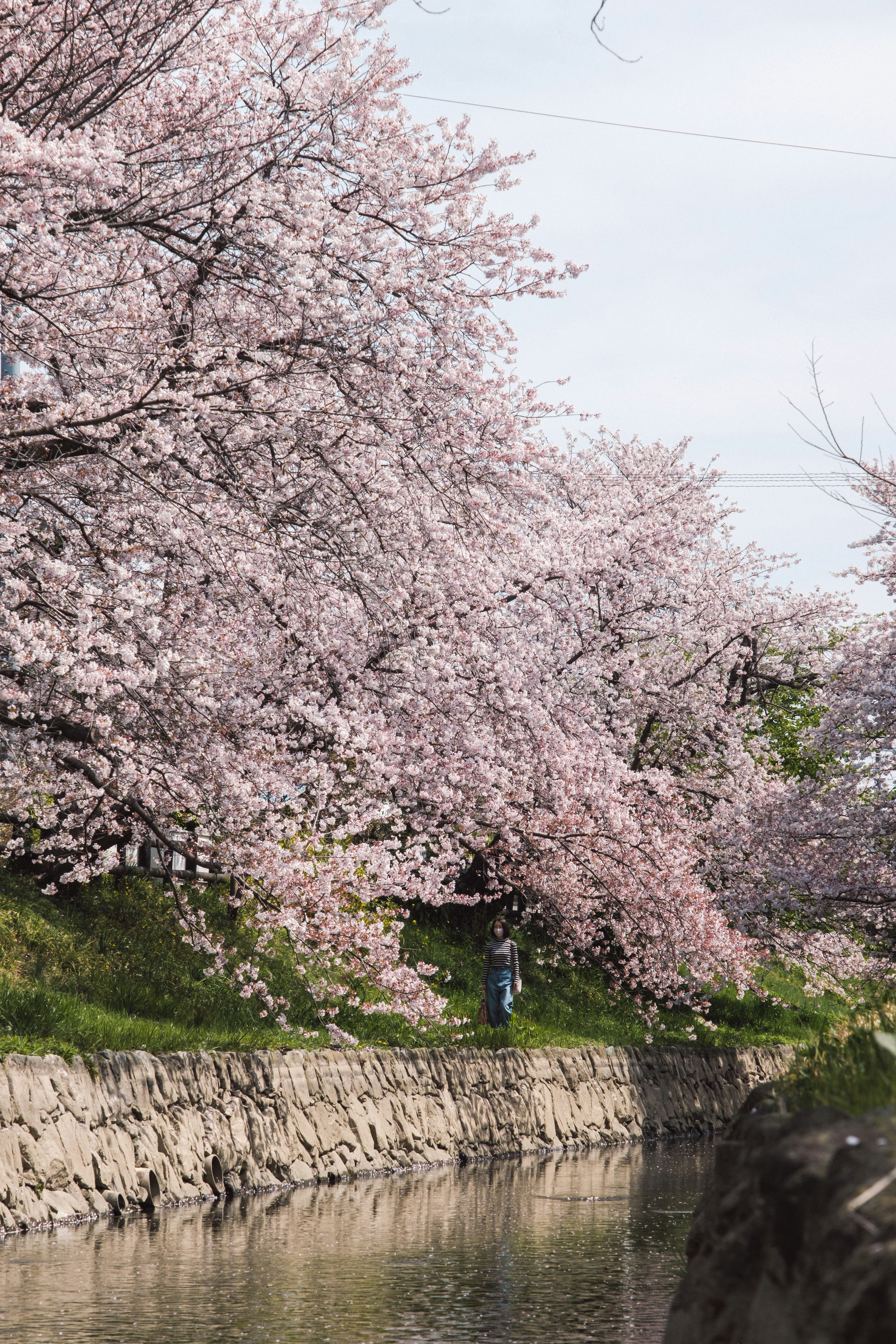 桜の木が並ぶ川沿いの風景で、淡いピンクの花が咲いている