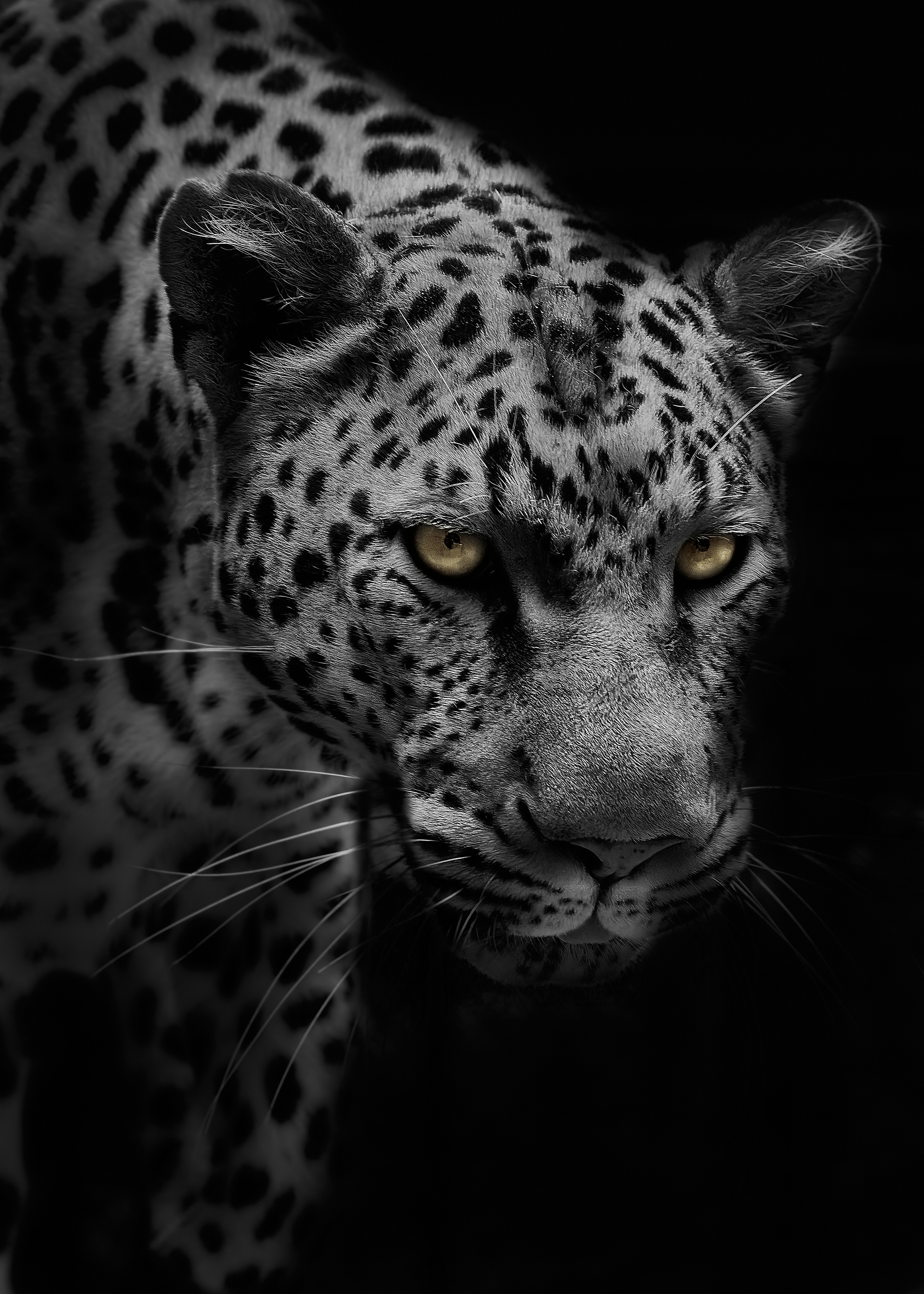 Close-up of a leopard's face with yellow eyes against a black background