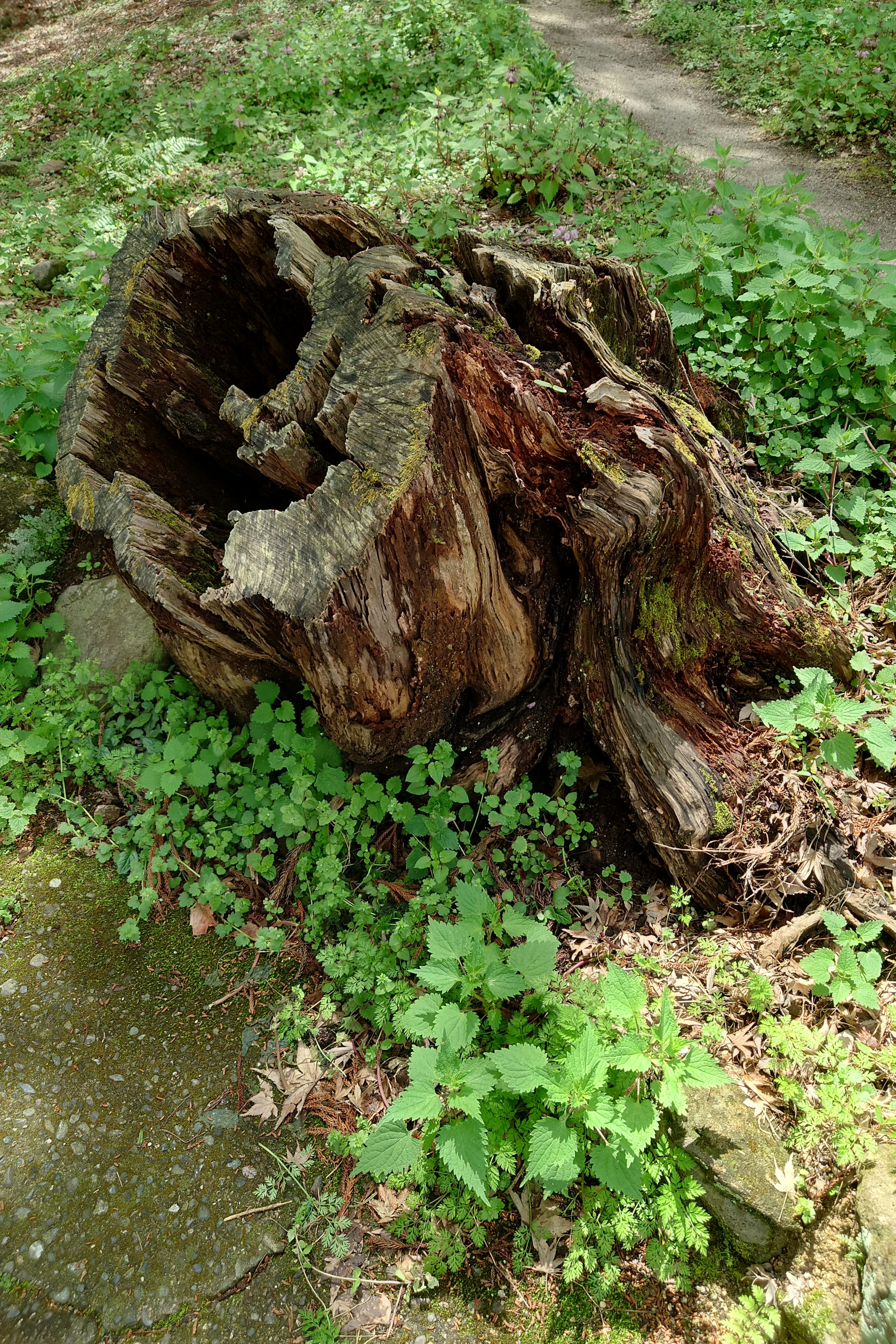 Un tocón de árbol en descomposición rodeado de follaje verde