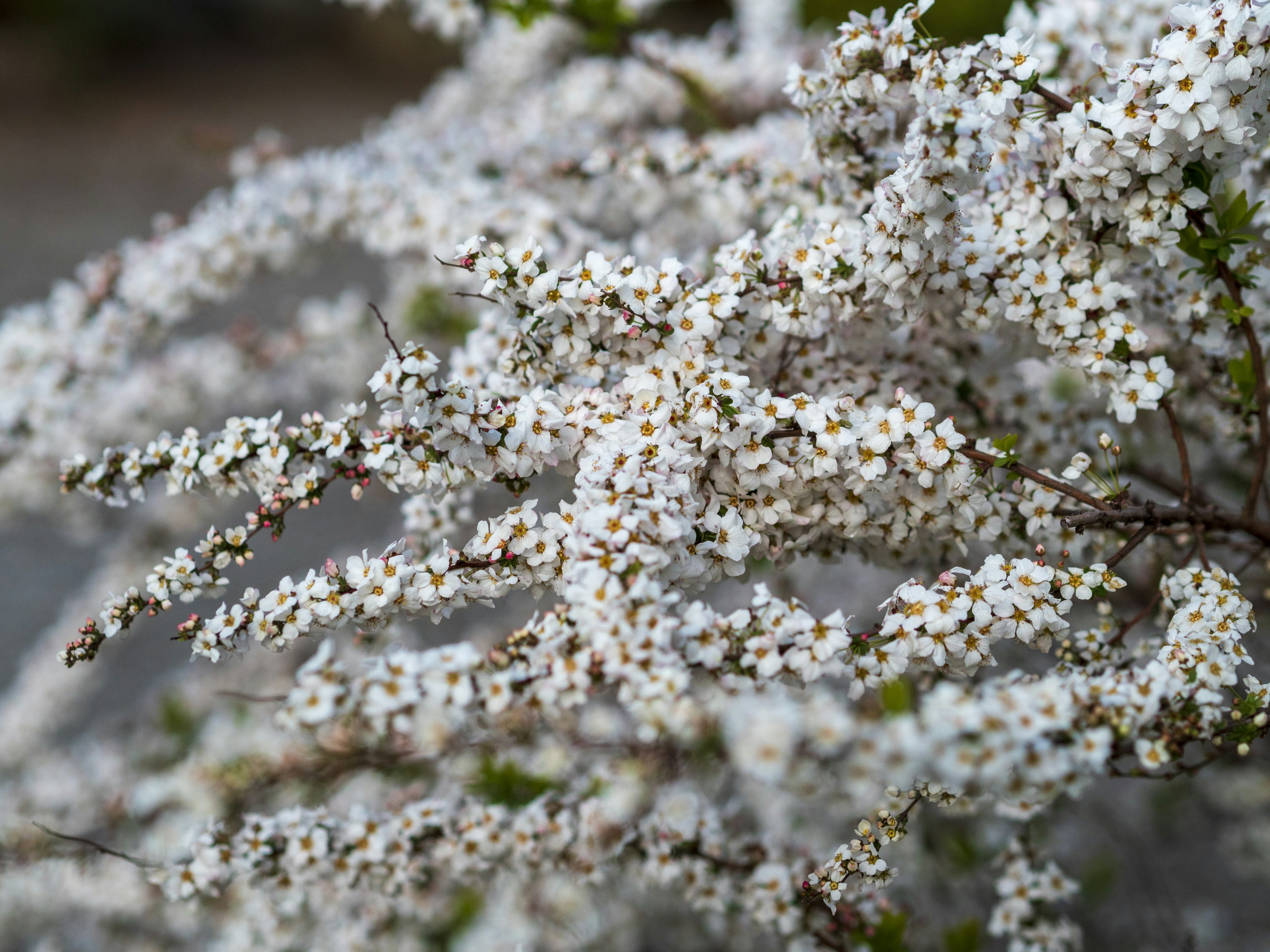 Nahaufnahme von Zweigen mit blühenden weißen Blumen