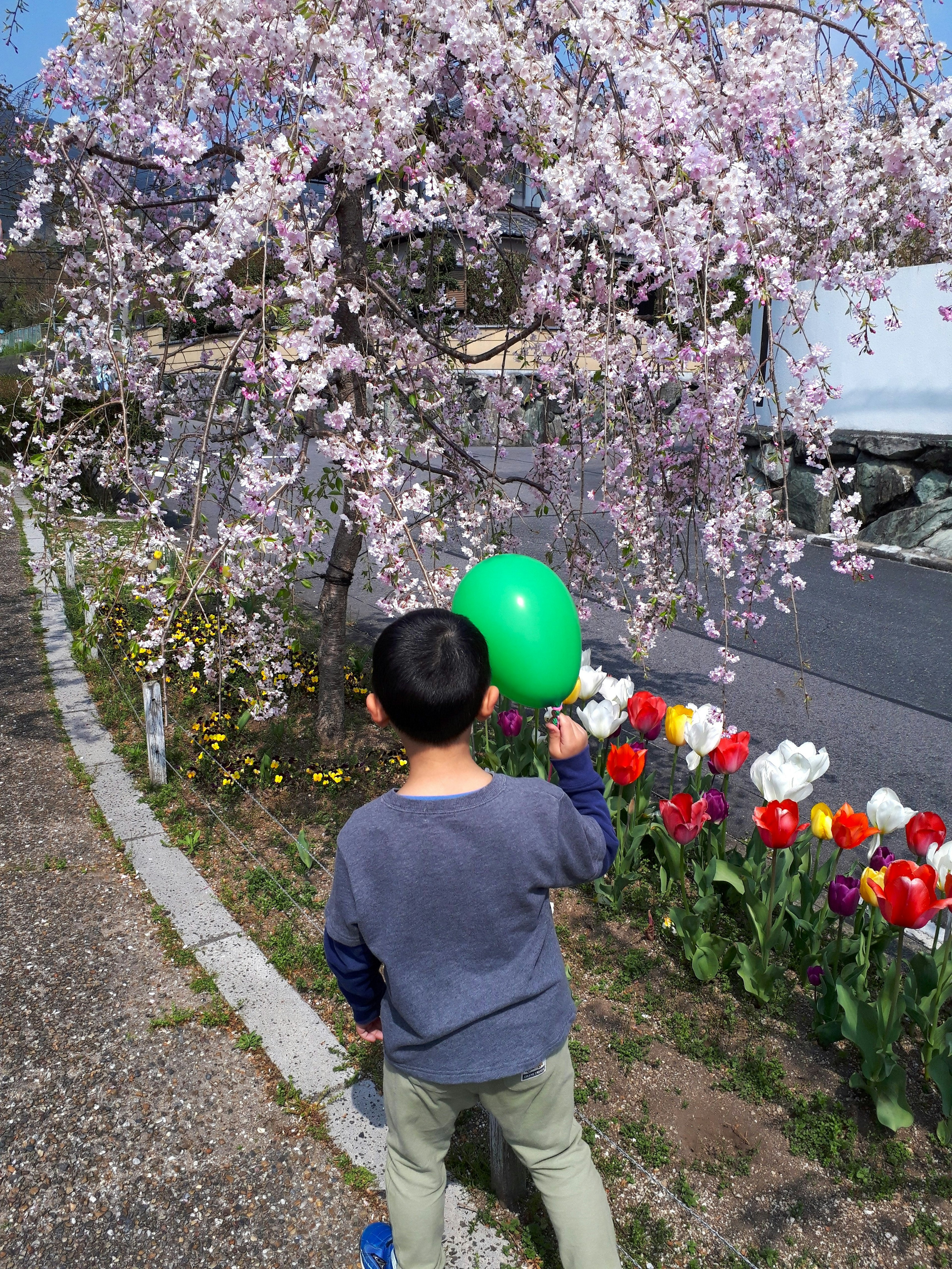 Child holding a green balloon standing in front of cherry blossom tree