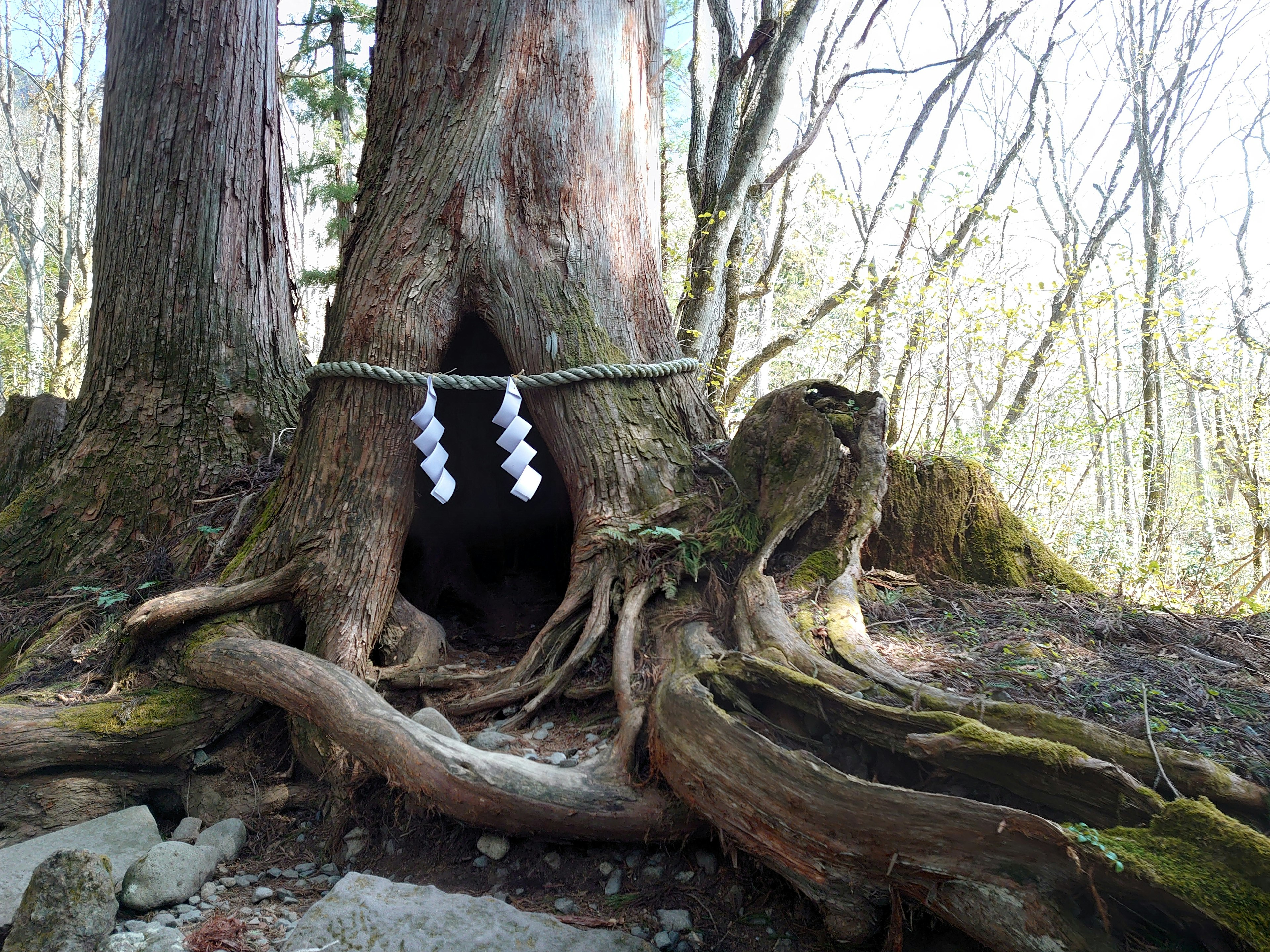 Tronco de árbol grande con un hueco y decoraciones blancas