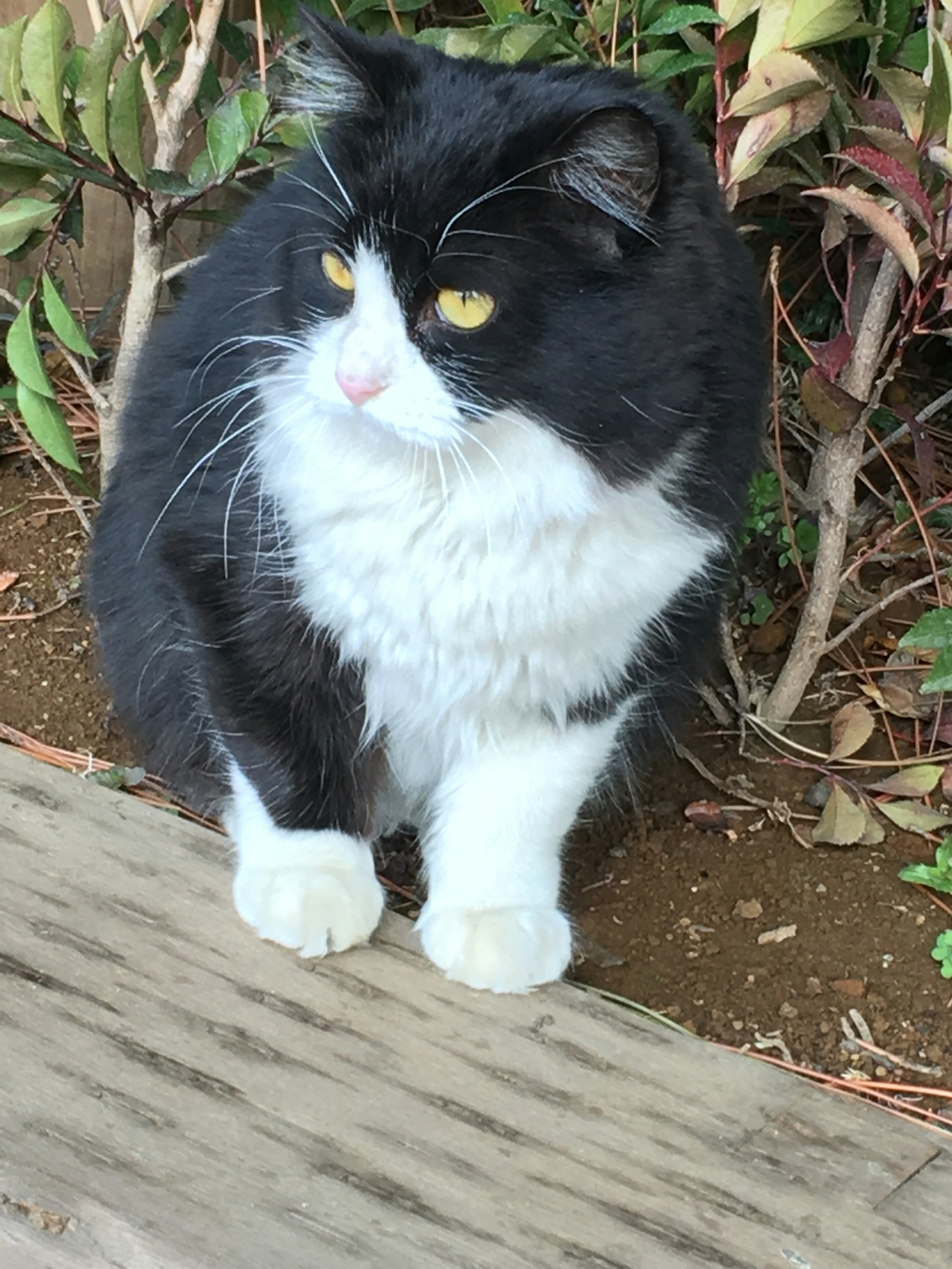 A black and white cat sitting beside a wooden surface