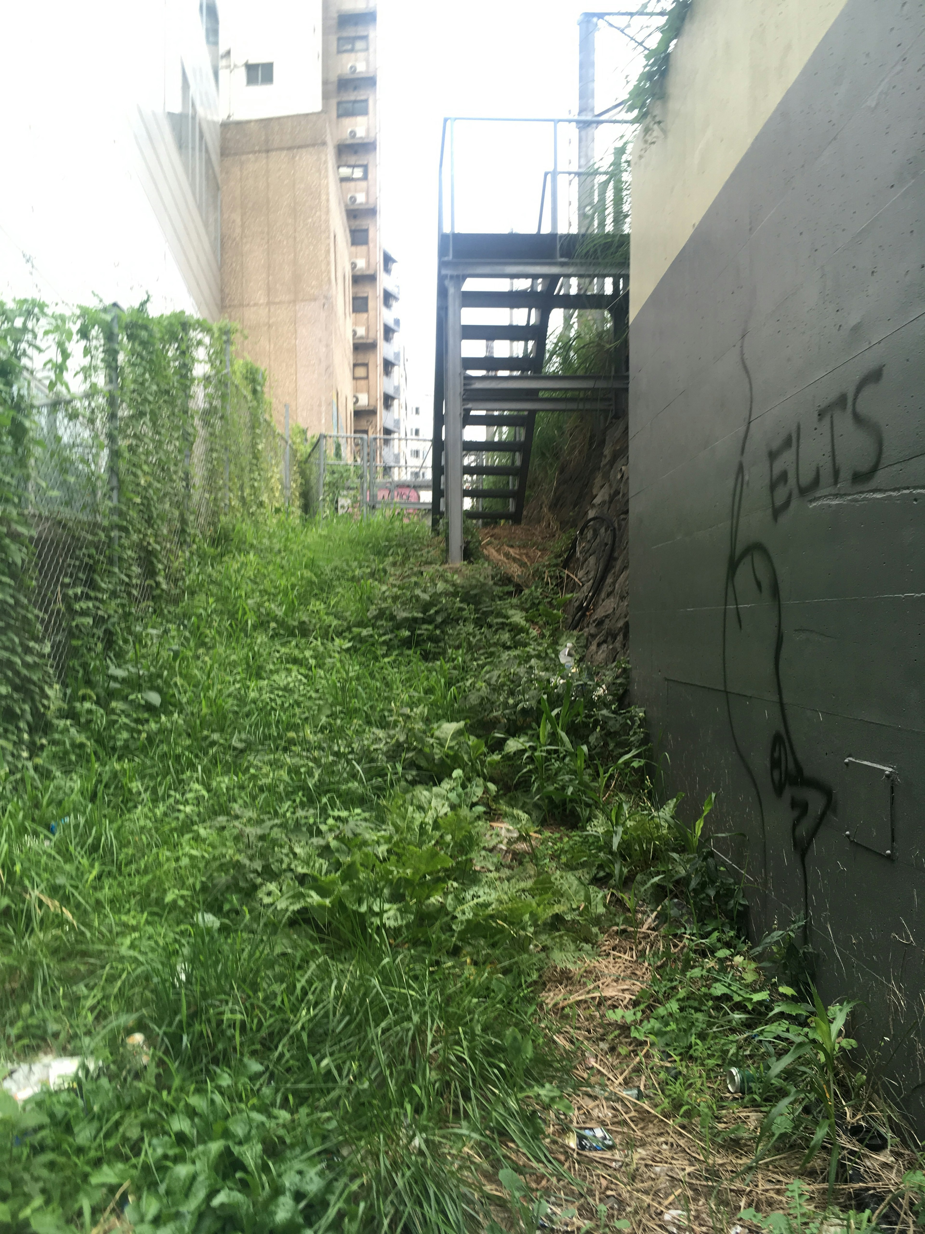 緑の雑草に覆われた狭い通路と階段の風景