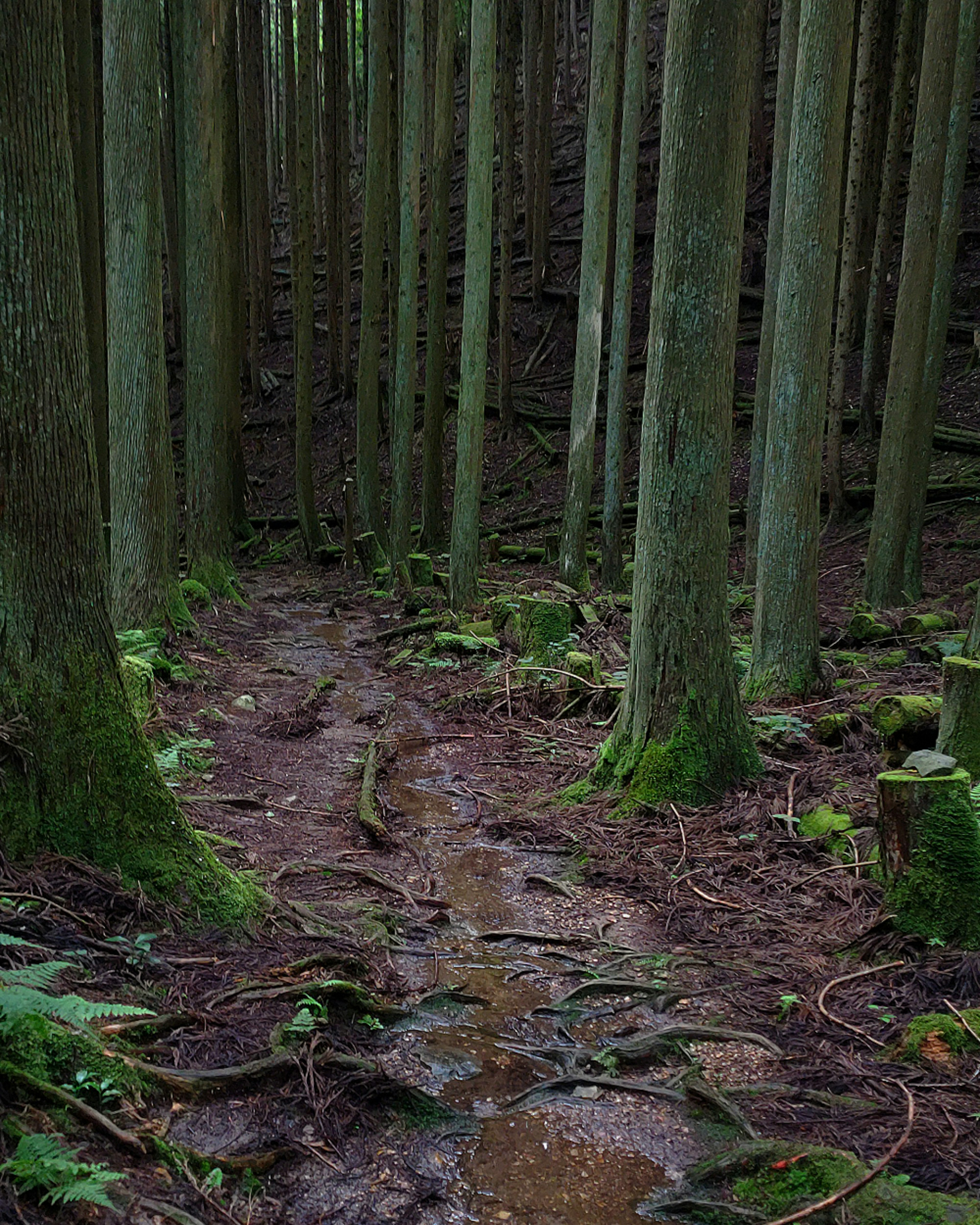 緑の苔に覆われた木々の間を通る小道の森