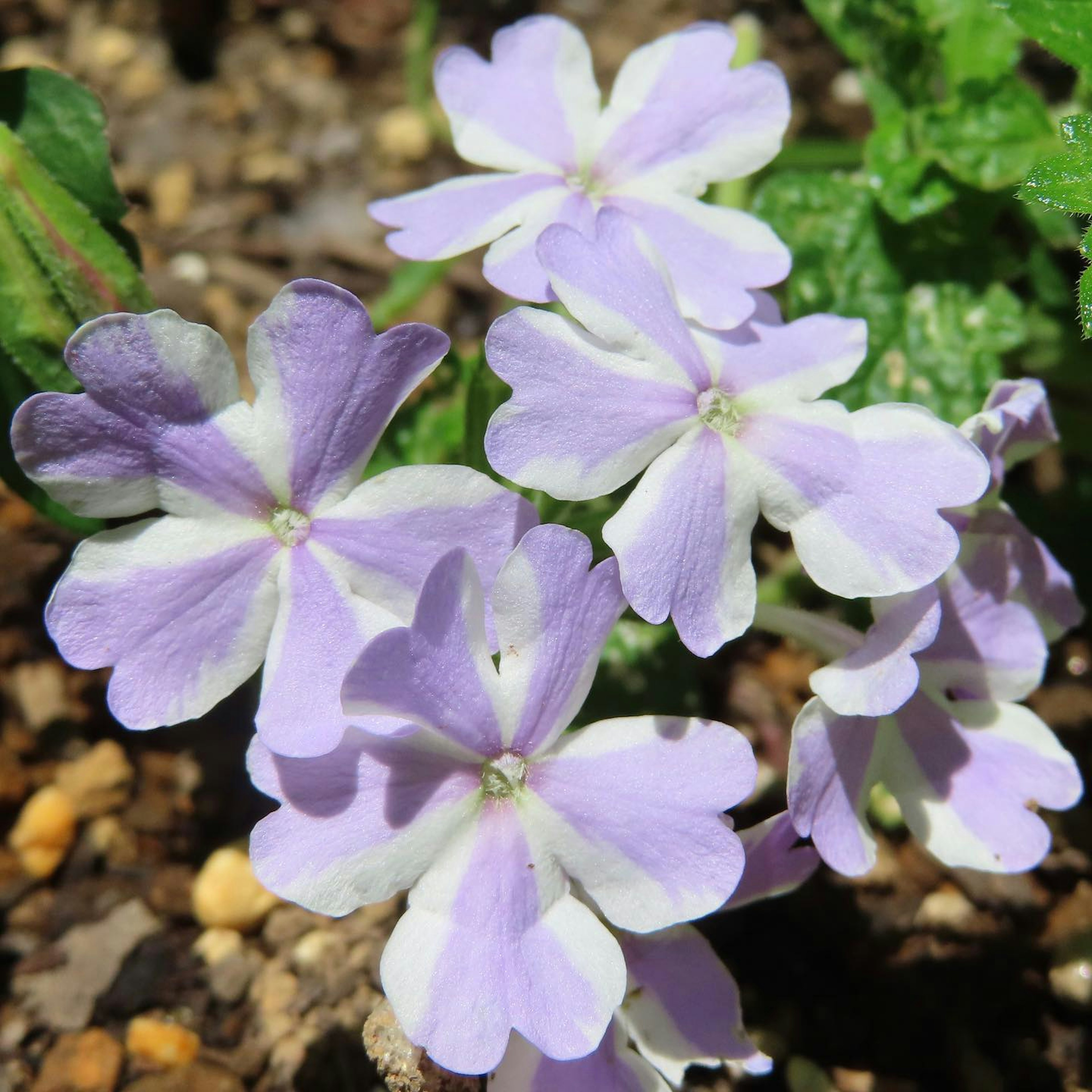 Raggruppamento di fiori viola chiaro e bianchi in fiore