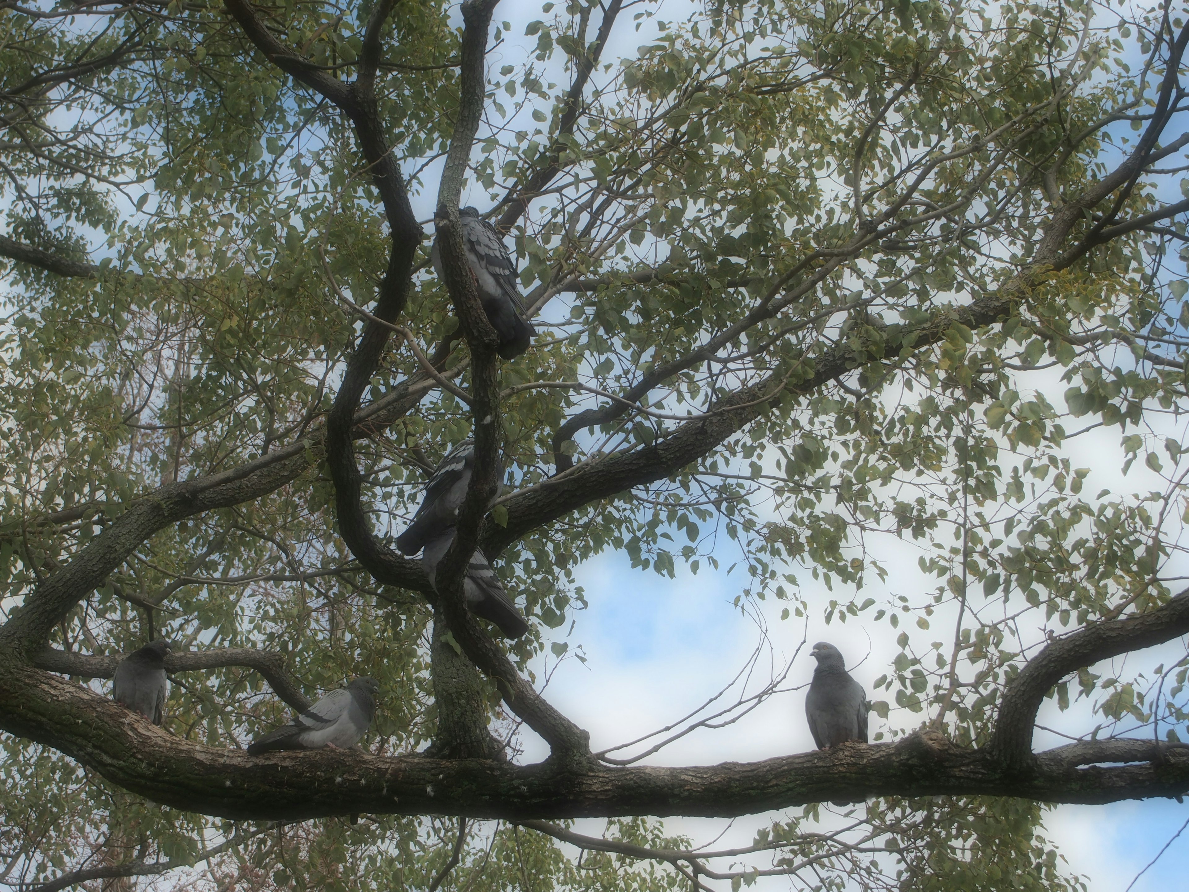 Vögel, die auf Baumzweigen unter einem blauen Himmel sitzen