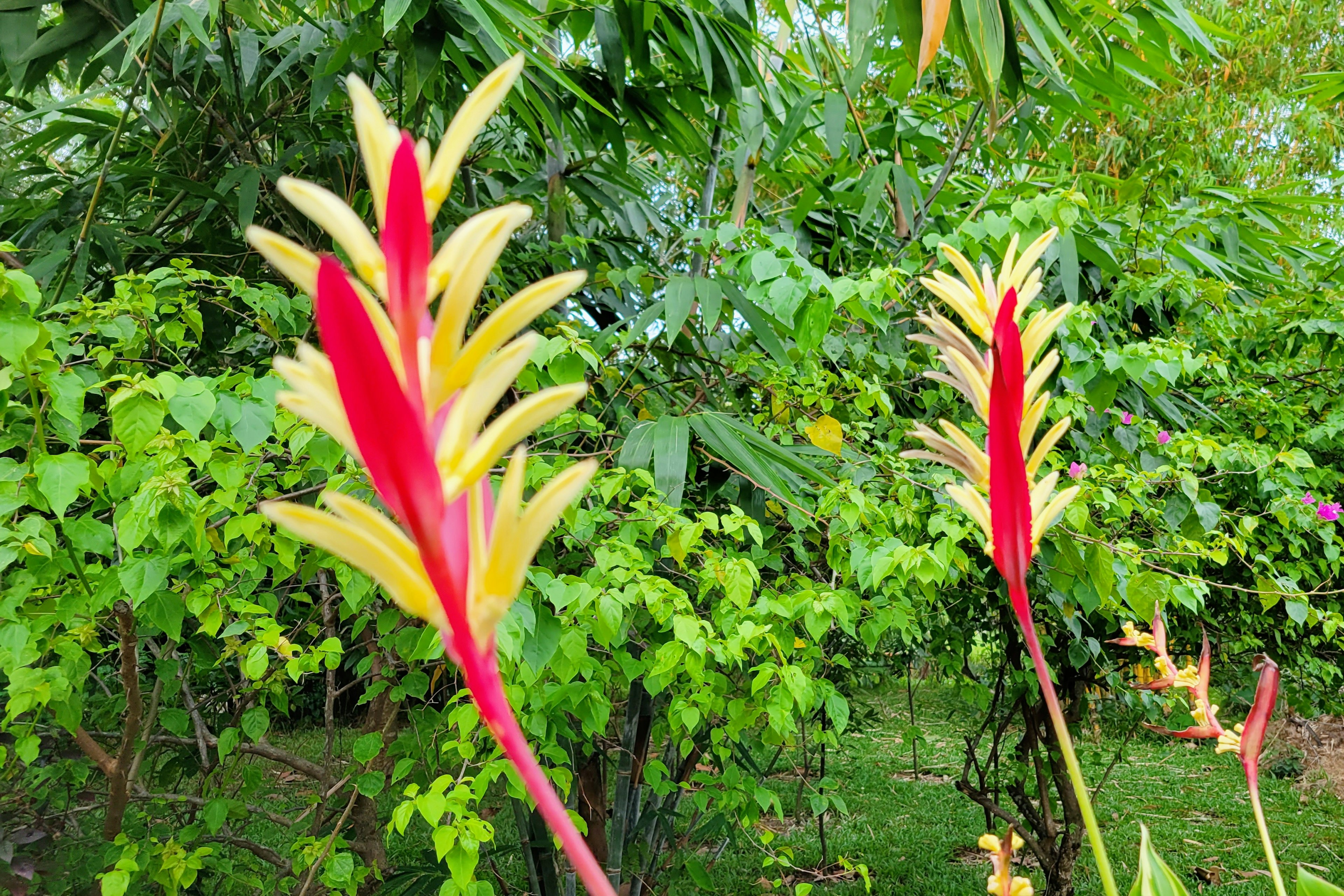 Bunga merah dan kuning yang indah berdiri di latar belakang hijau