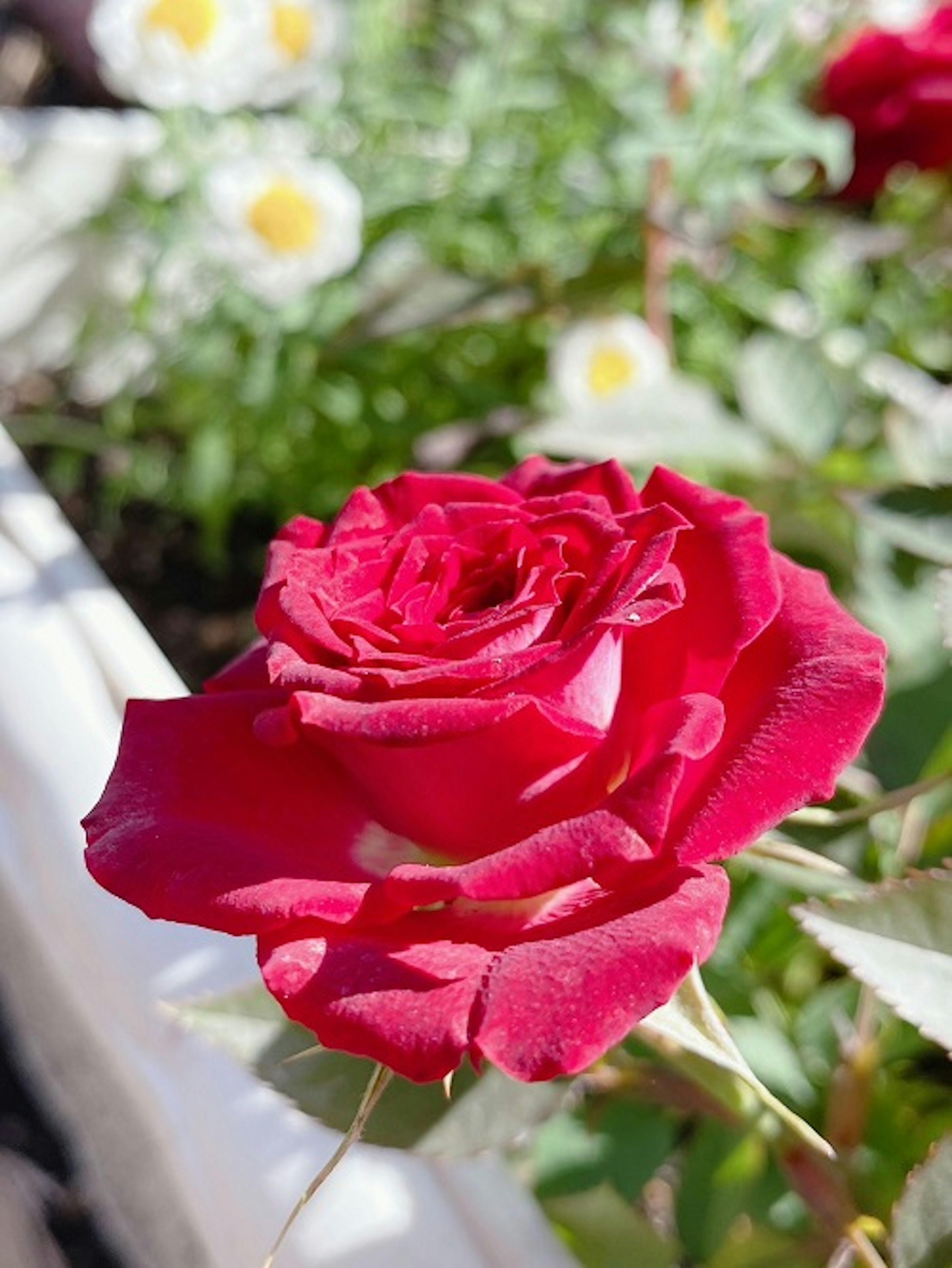 A vibrant red rose flower blooming