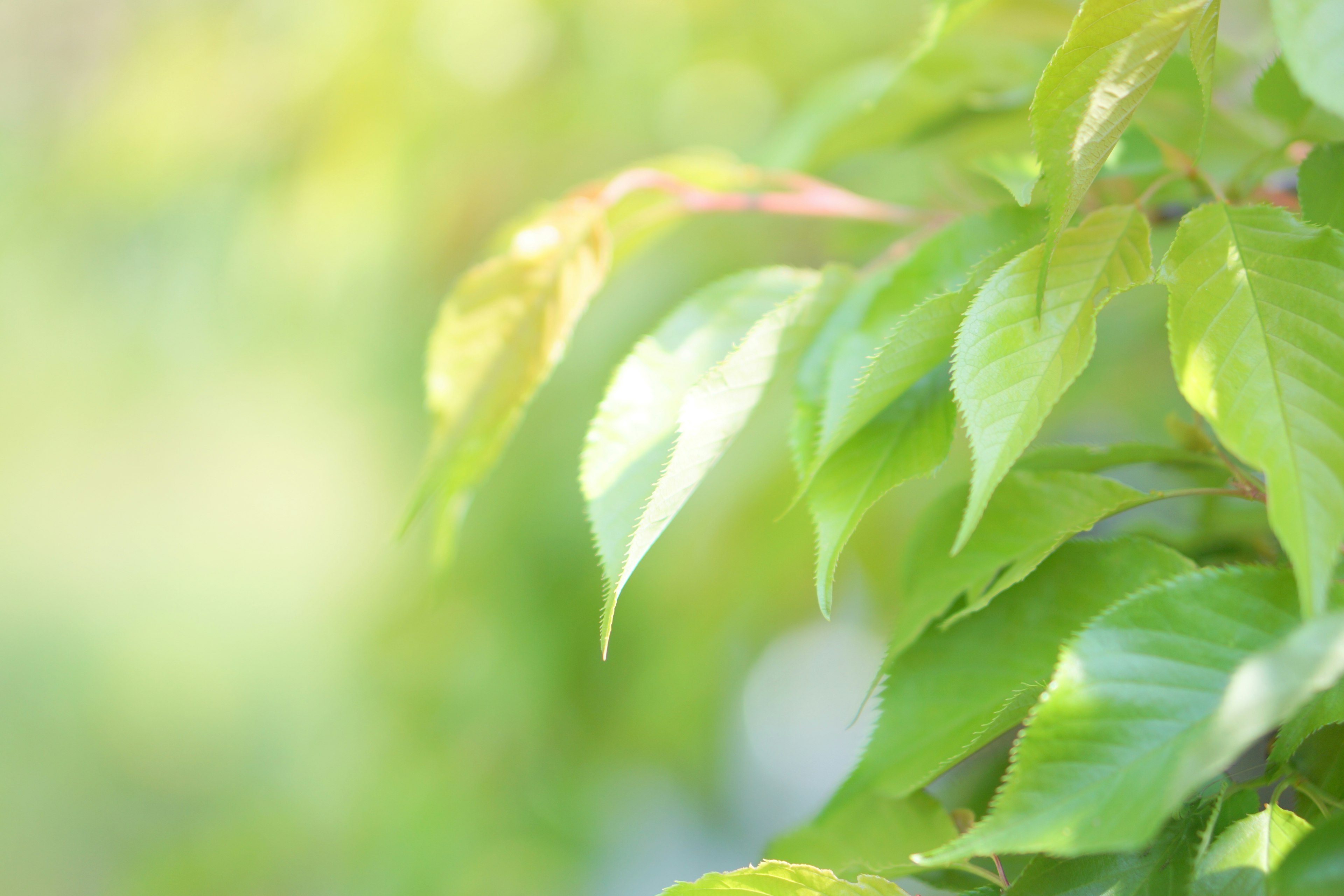 Soft-focused image of green leaves illuminated by gentle light