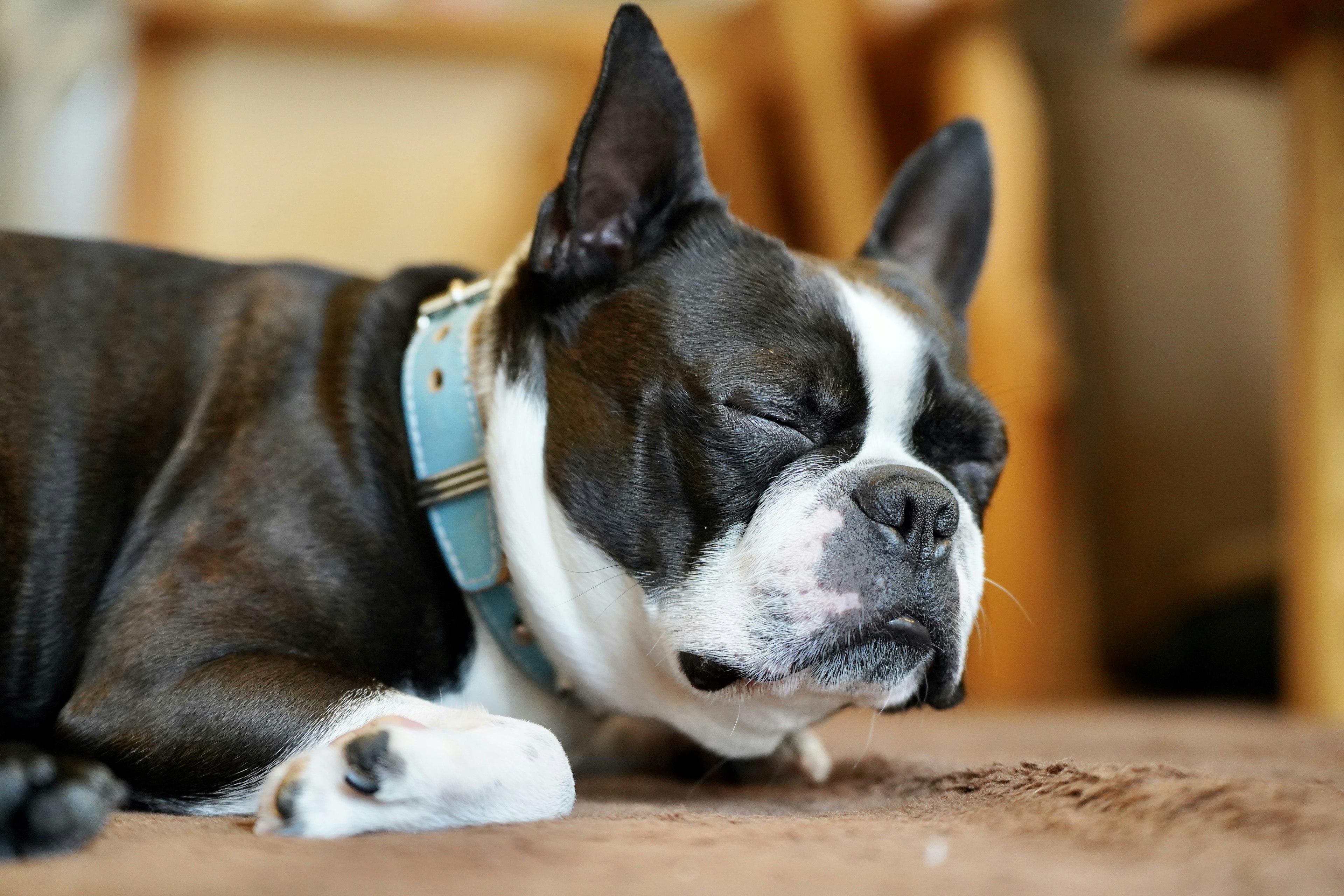 Close-up image of a sleeping French Bulldog