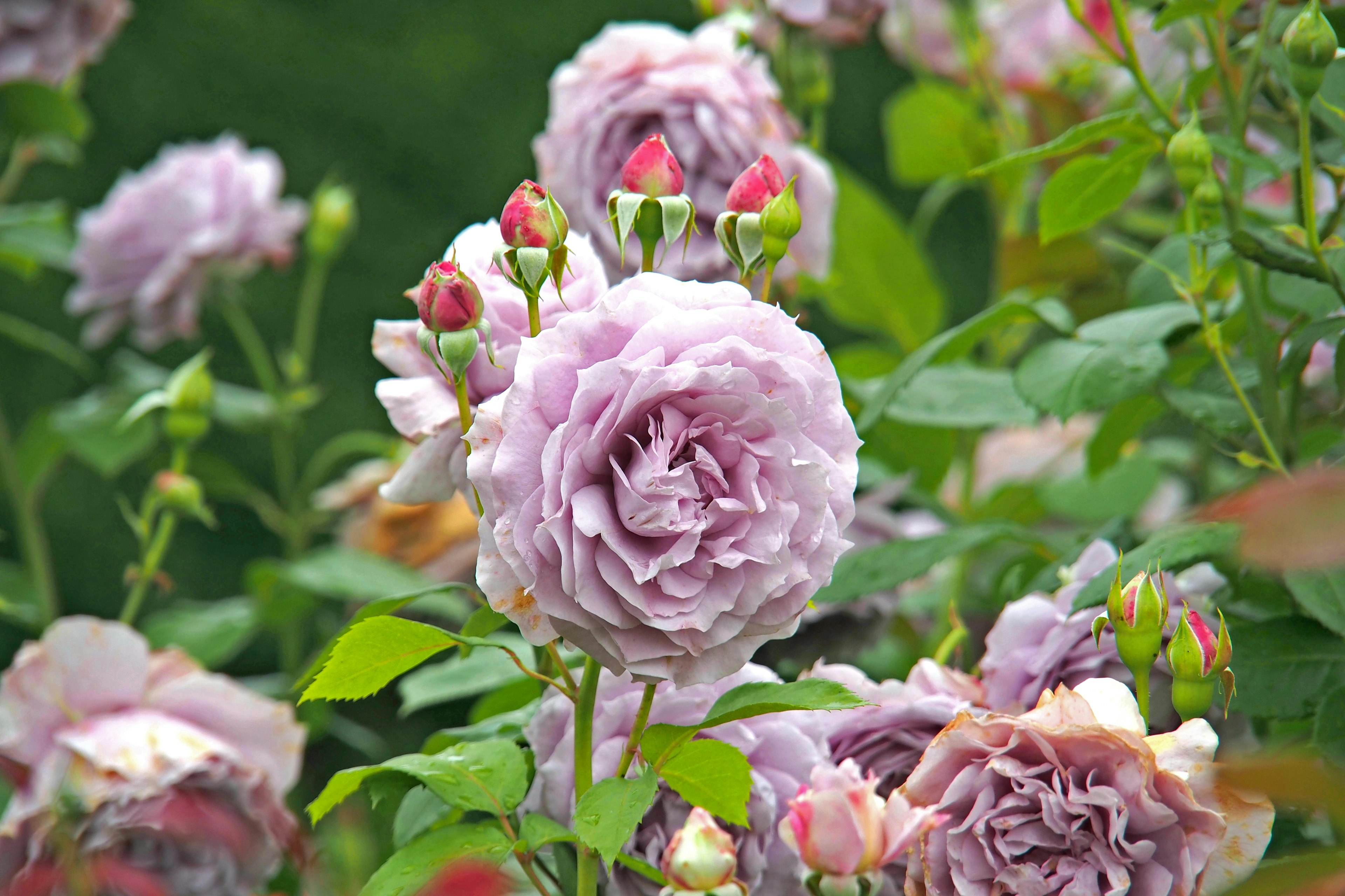 Eine Gartenszene mit blühenden Lavendelrosen